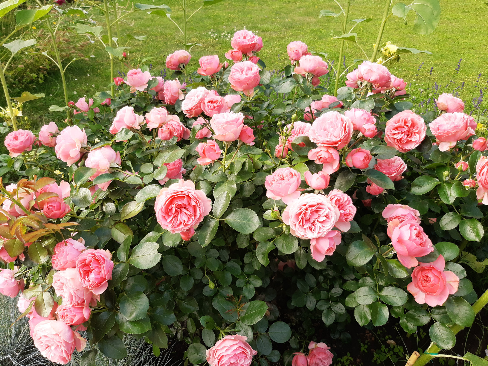 Rosen explodieren