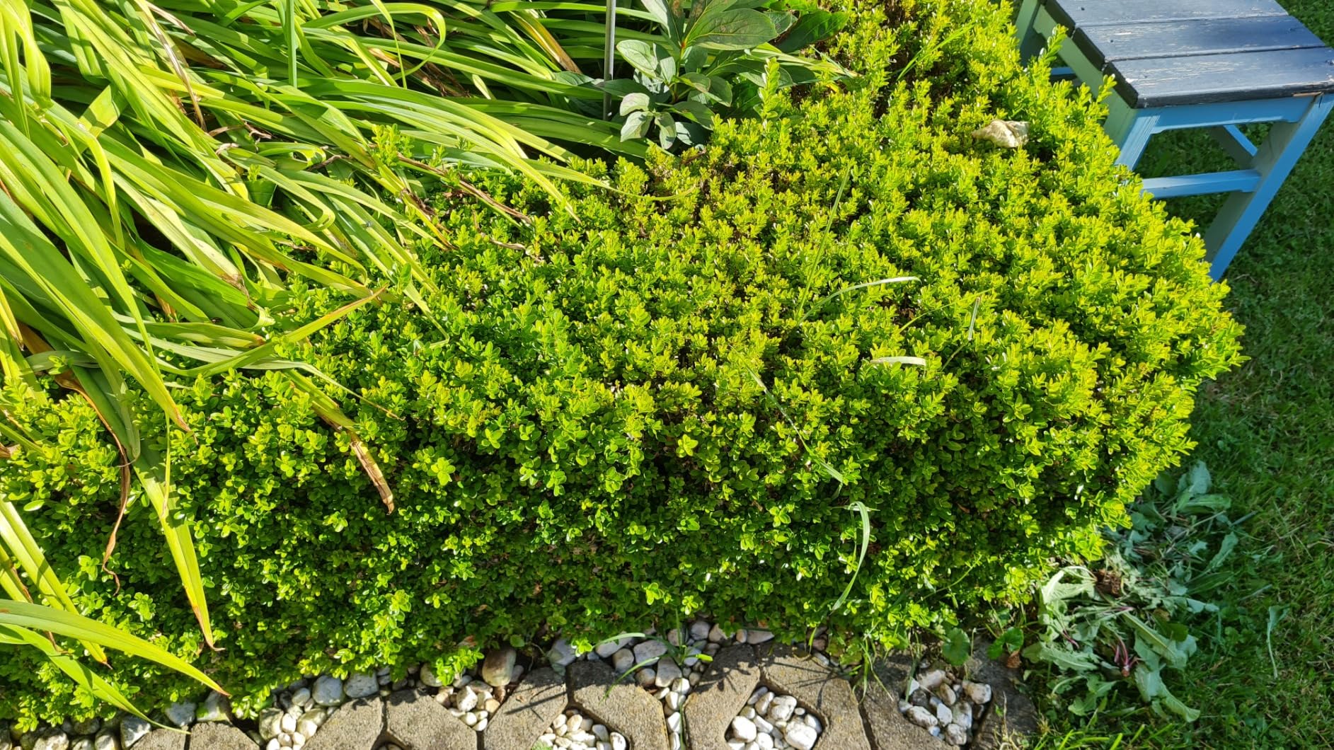 Hecke gerettet!