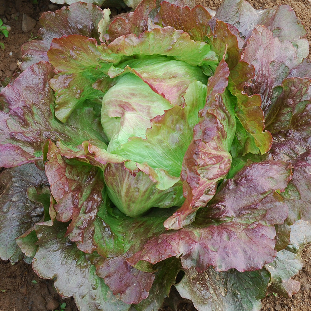 plantura-bio-eissalat-diavoletta-bio-saatgut image 2