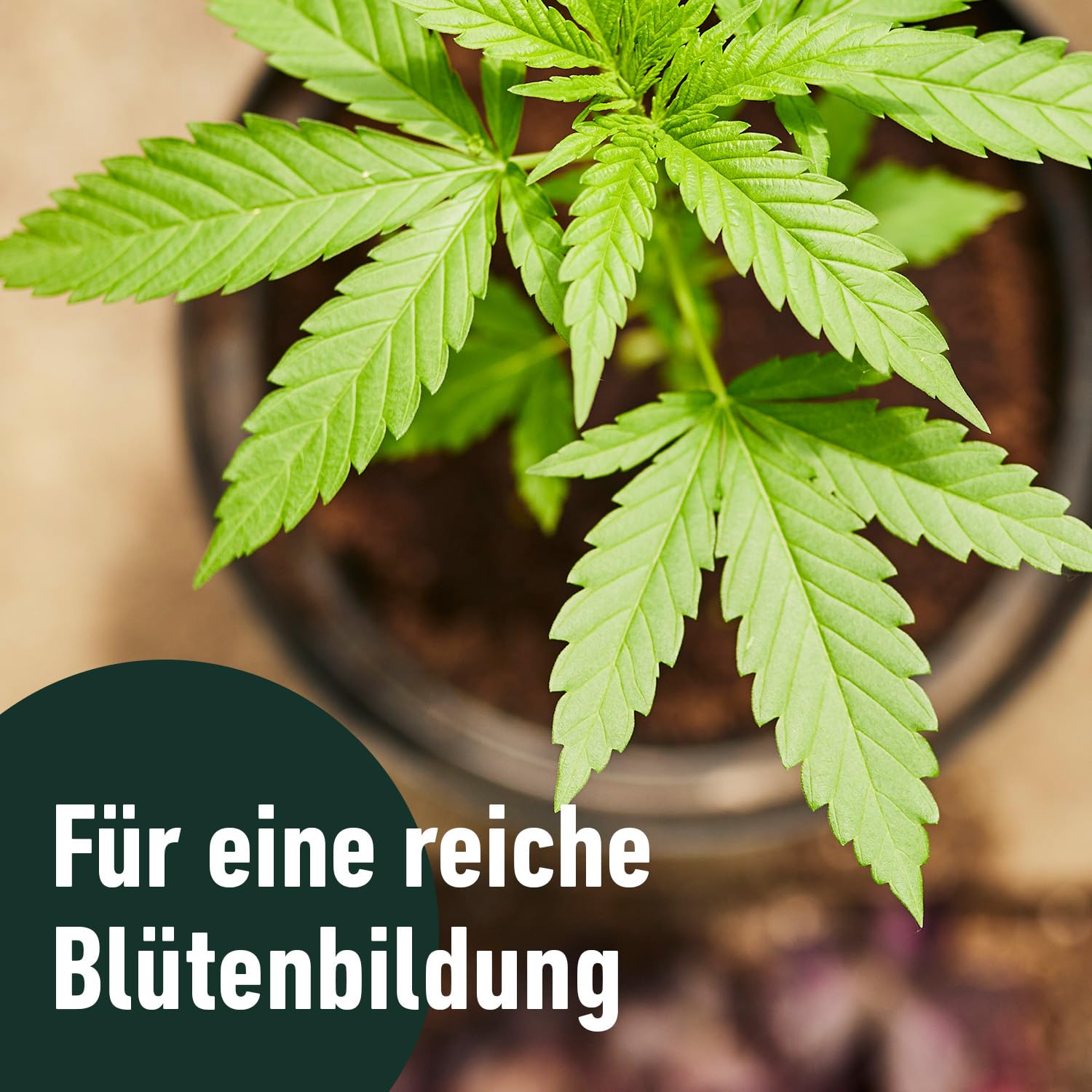 compo-grow-bl-te-d-nger-spezialkulturen-500-ml-mineralisch image 5