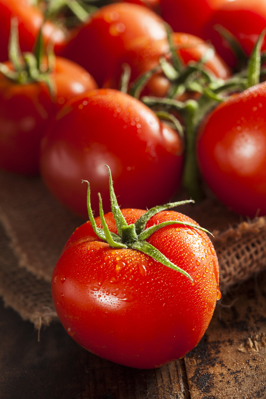 plantura-bio-tomate-moneymaker-bio-saatgut image 2