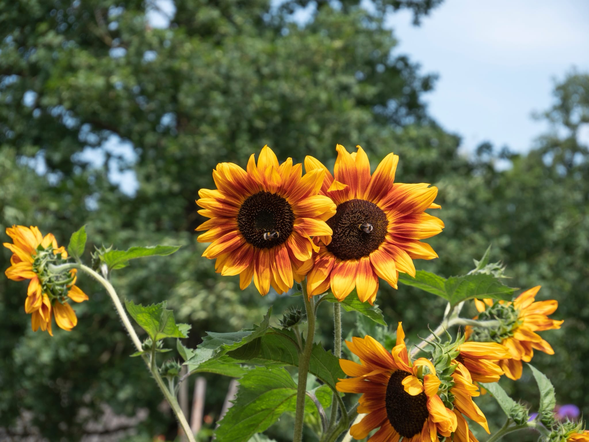 plantura-bio-sonnenblume-verzweigt-bio-saatgut-f-r-beet-und-balkon image 2