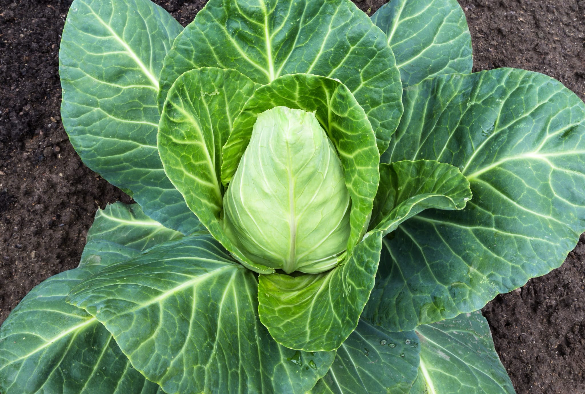 plantura-bio-spitzkohl-chateaurenard-bio-saatgut image 2