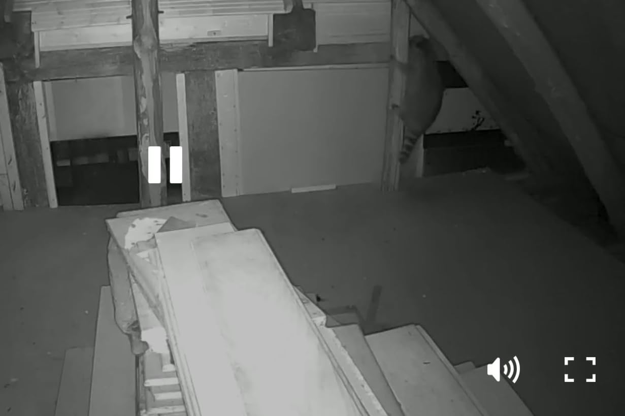 Wirkt gut auf dem Dachboden