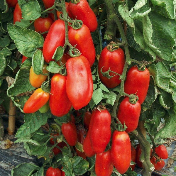 plantura-bio-tomate-san-marzano-2-bio-saatgut-flaschentomate image 2
