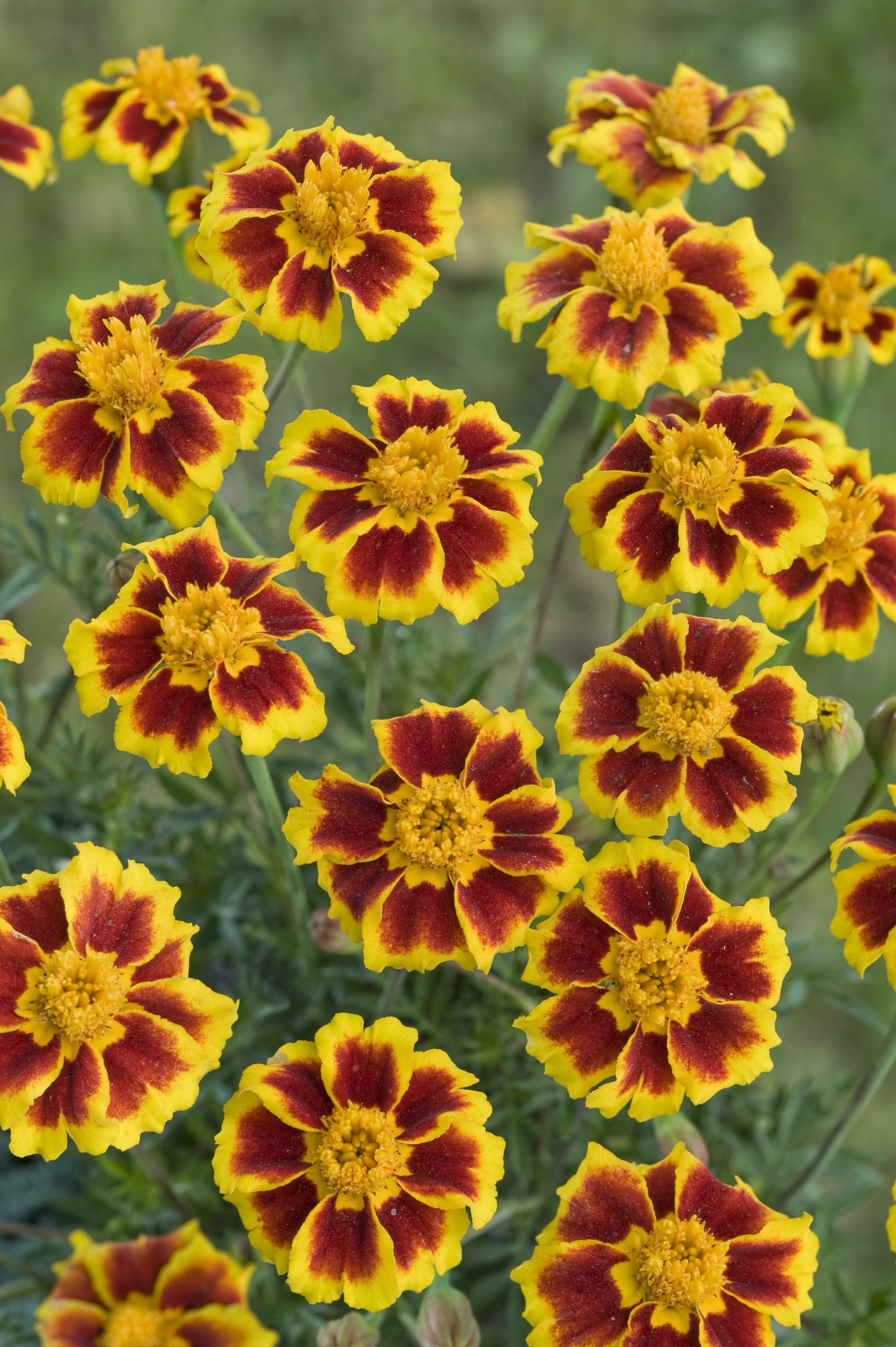 plantura-bio-tagetes-ehrenlegion-bio-blumensamen image 2