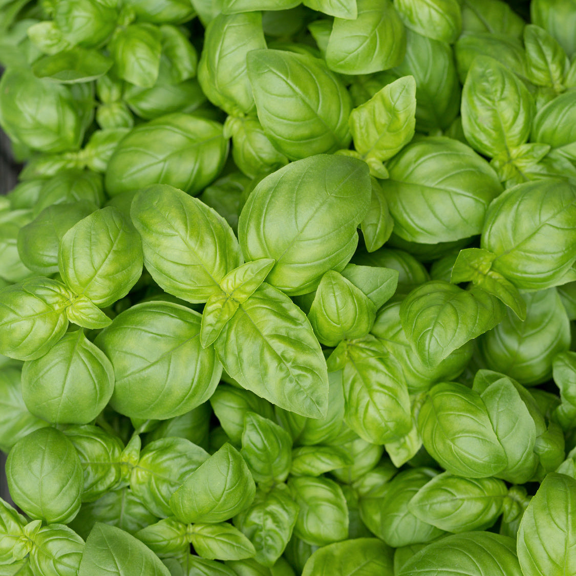 plantura-bio-basilikum-genoveser-bio-saatgut image 2