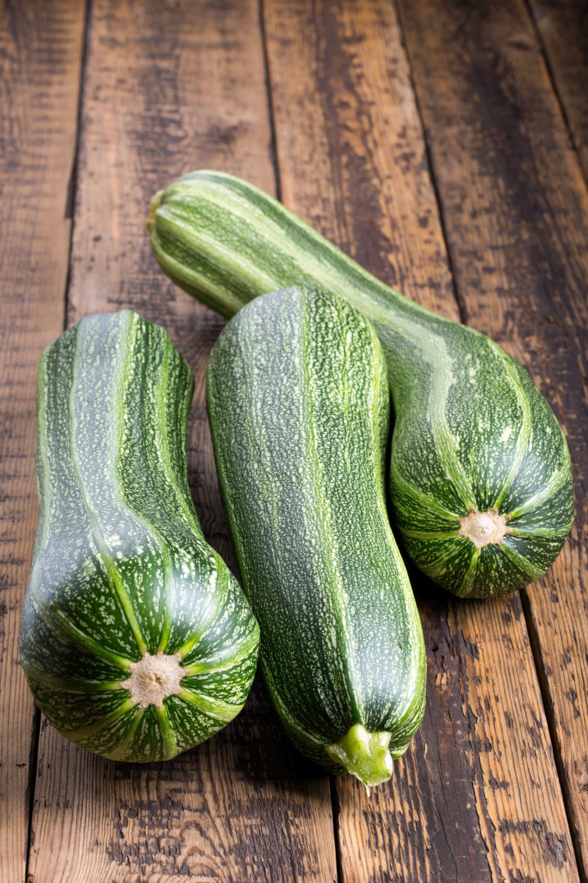 plantura-bio-zucchini-striato-d-italia-saatgut image 2