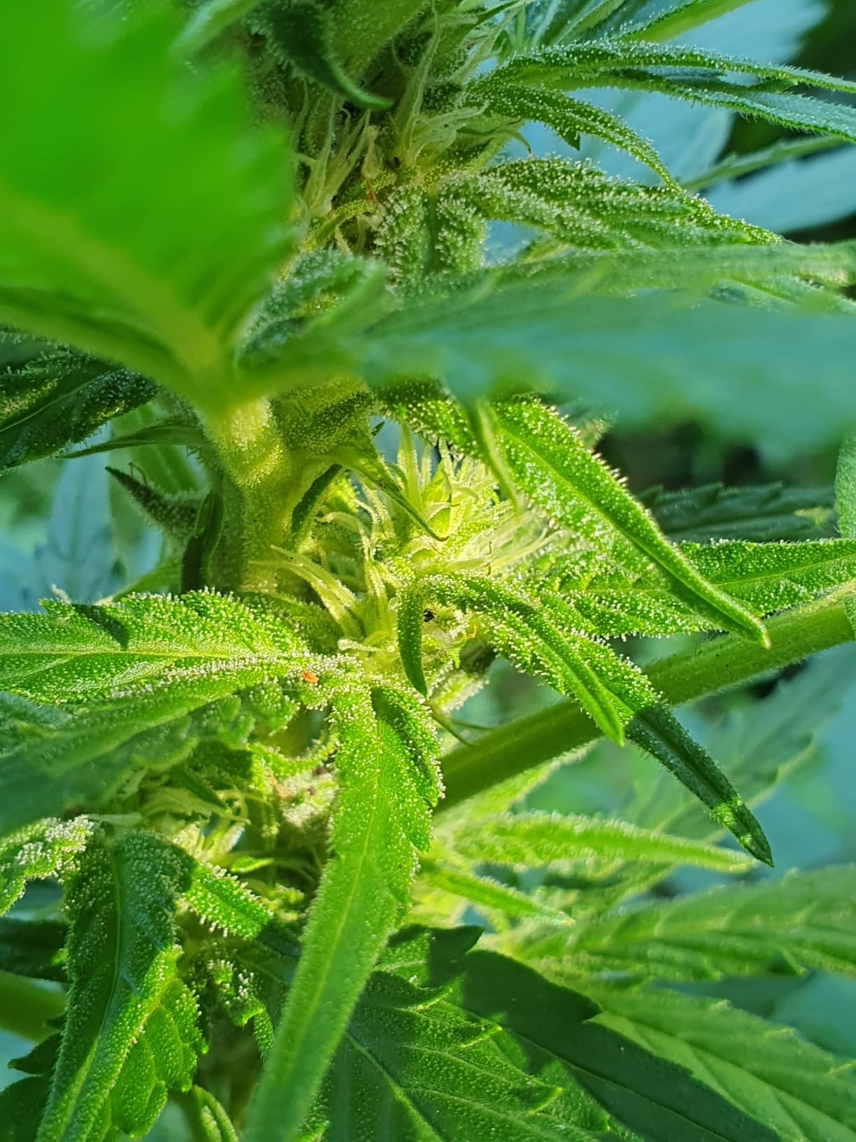 Endlich organic ohne Kompromisse