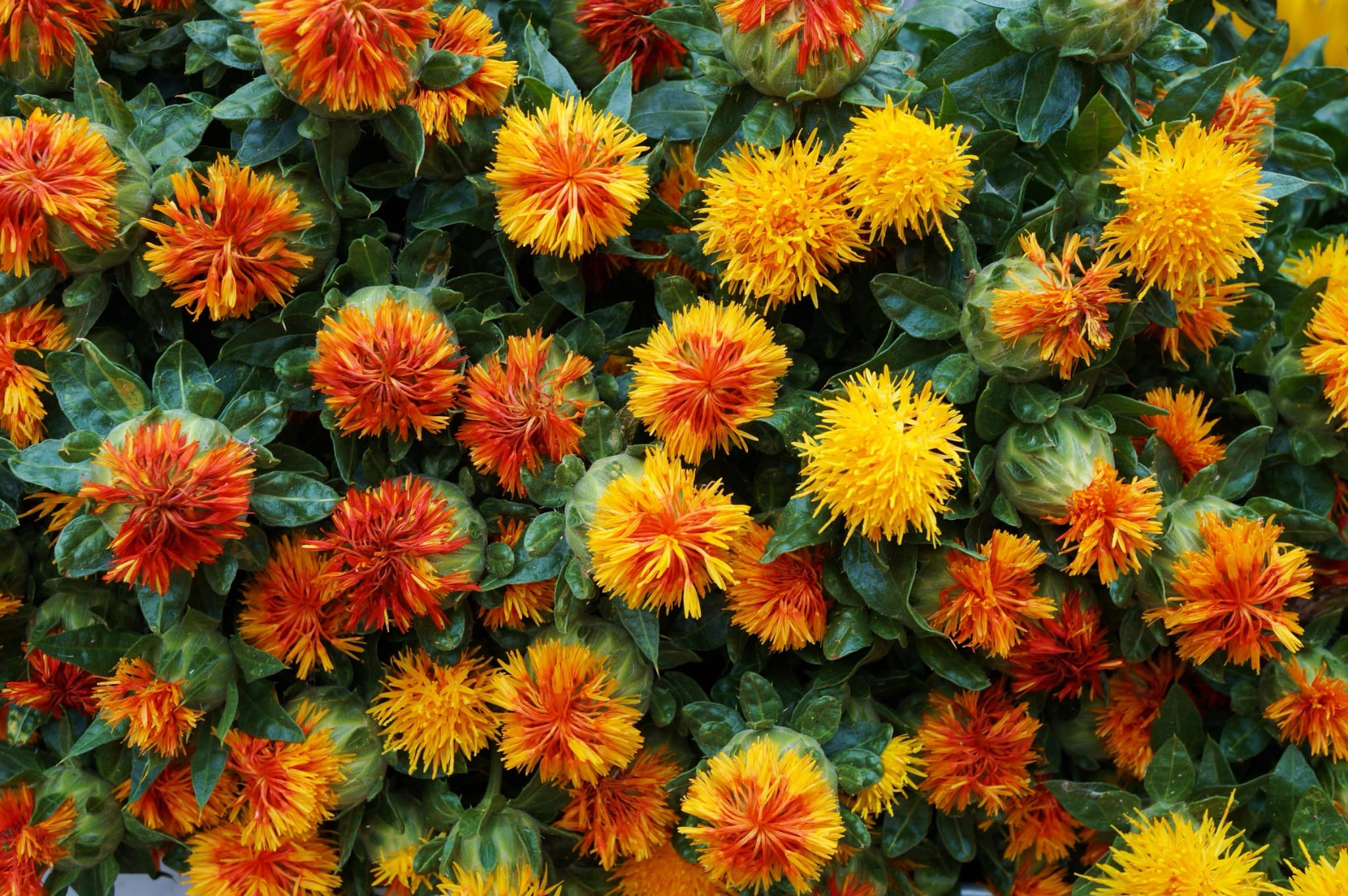 plantura-bio-f-rberdistel-bio-saatgut-saflor image 2