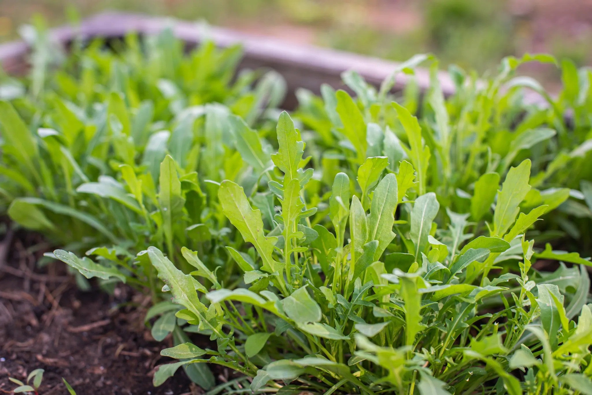 plantura-bio-salatrauke-rucola-bio-gem-sesamen image 2
