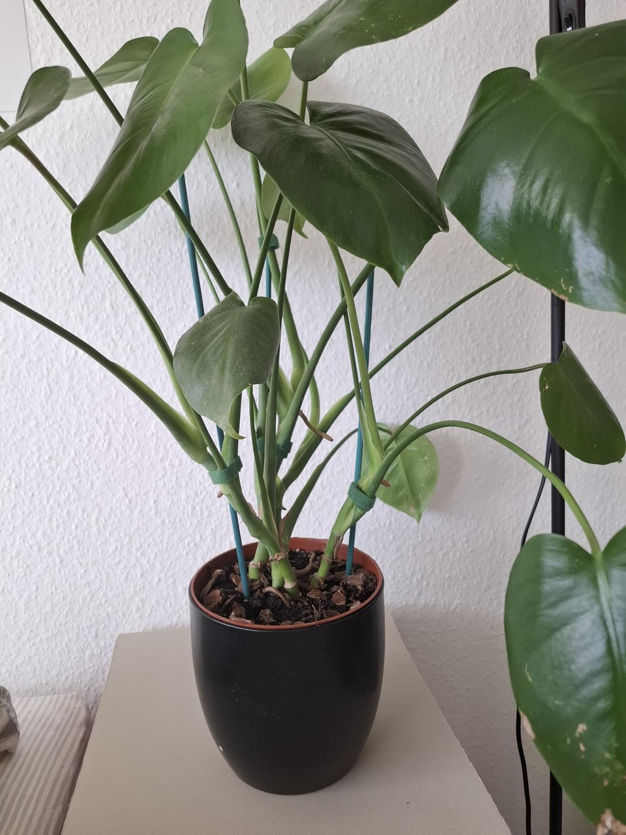 Meine Orchideen blühen wieder