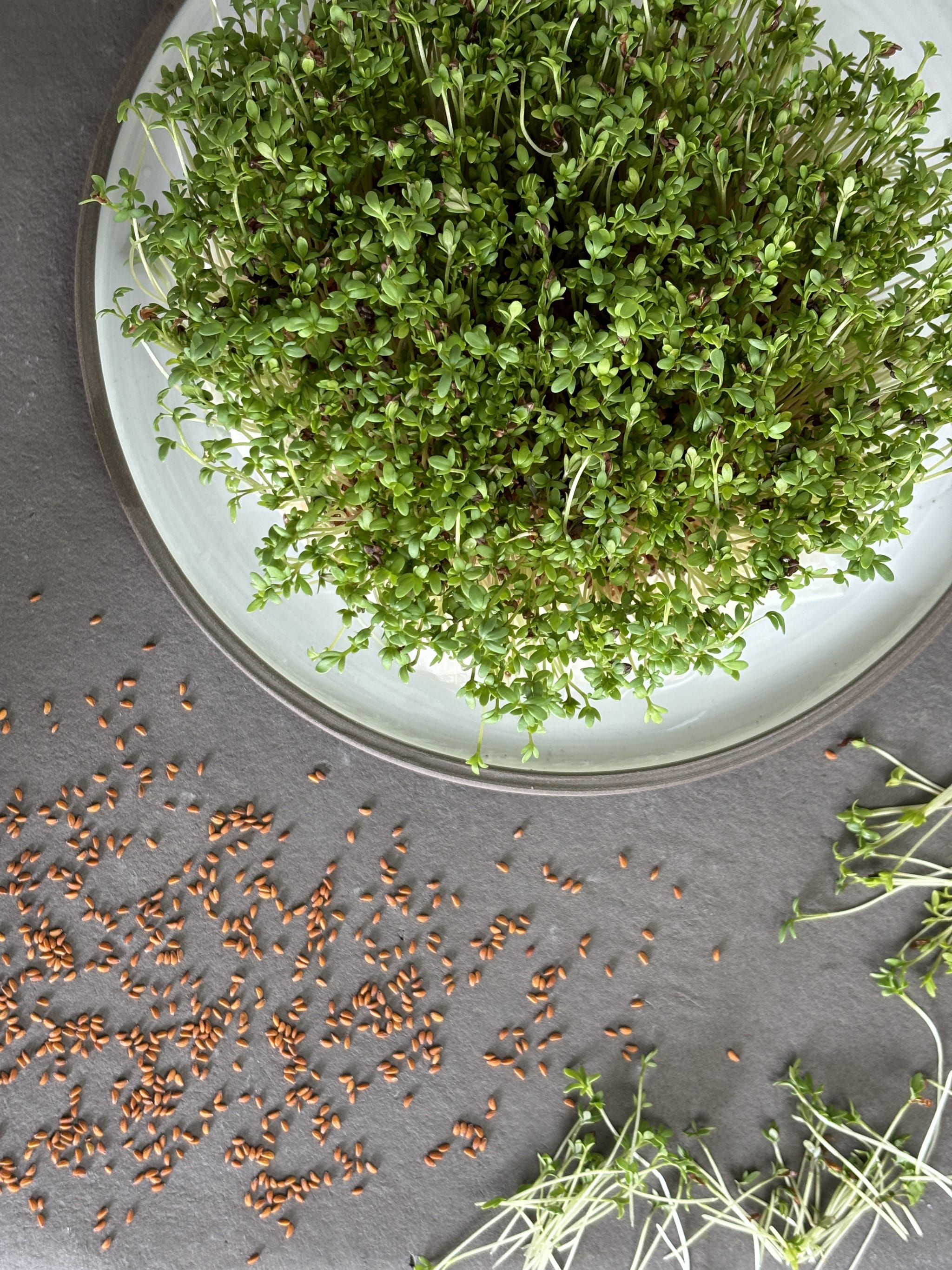plantura-bio-kresse-sprossen-bio-saatgut-gartenkresse-f-r-microgreens image 2