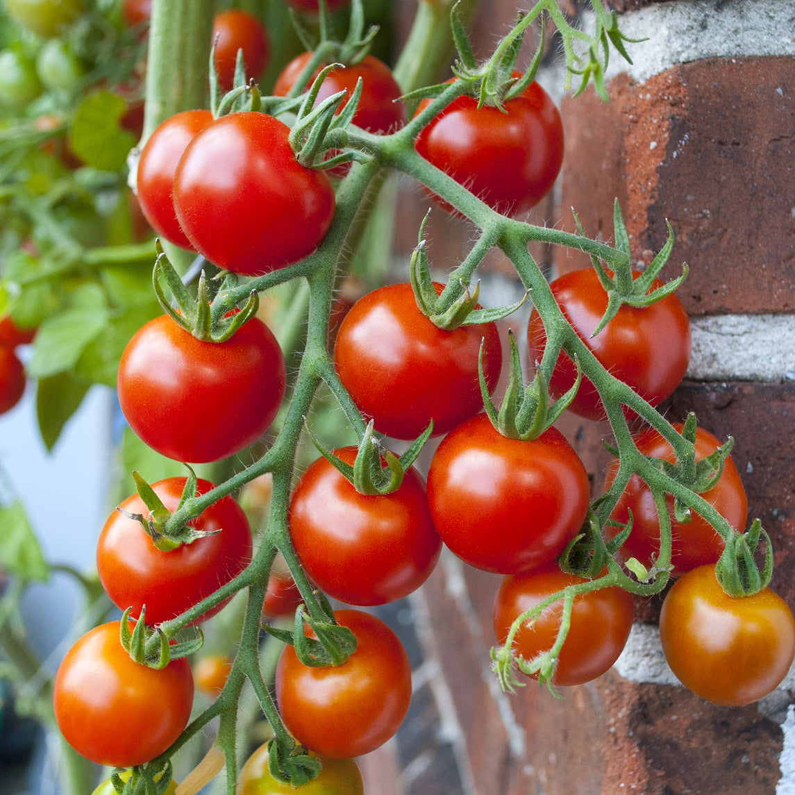 plantura-bio-tomate-primabella-bio-saatgut image 2