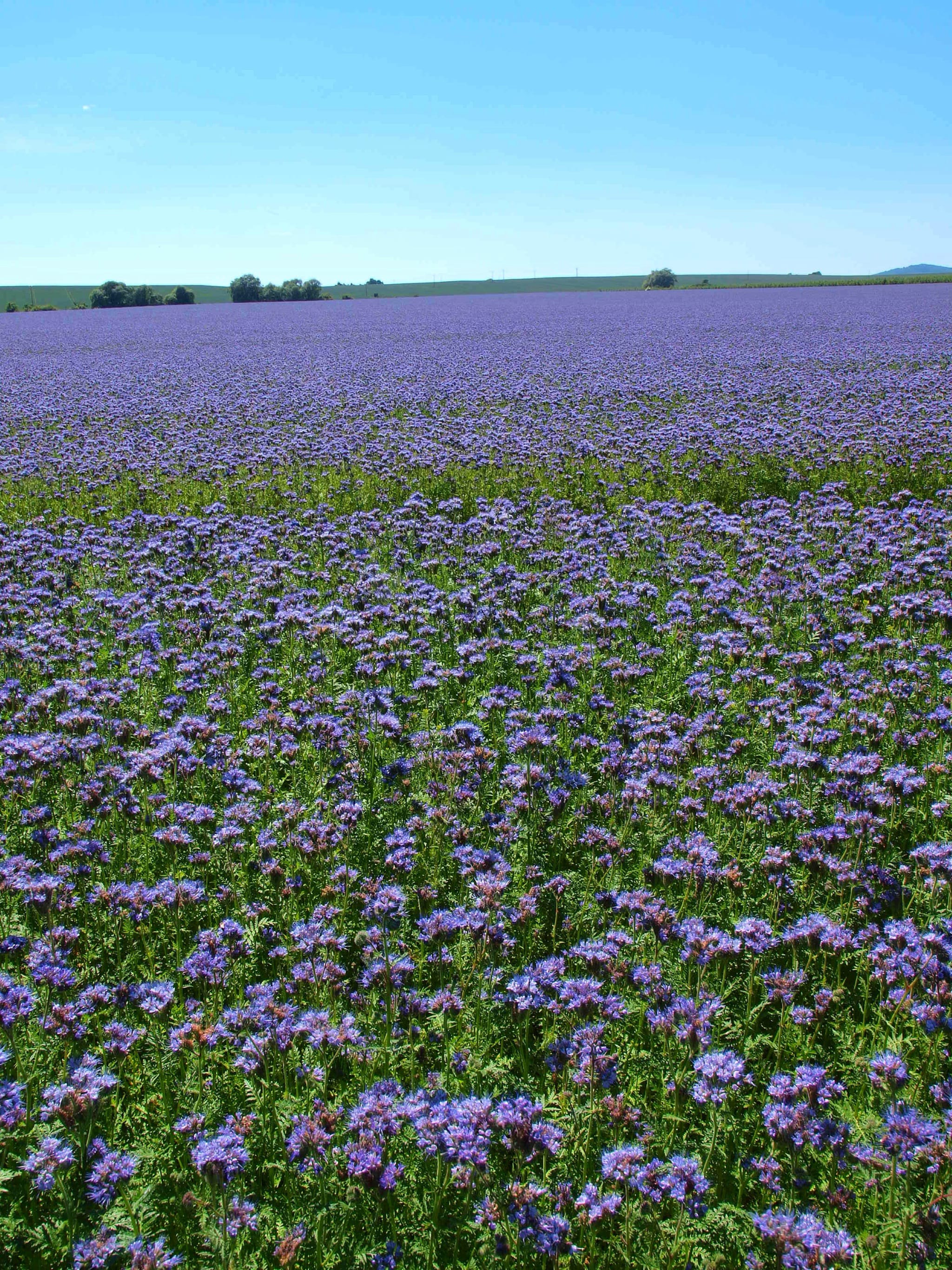 plantura-bio-phacelia-gr-nd-ngung-bio-saatgut-bienenfreund image 2