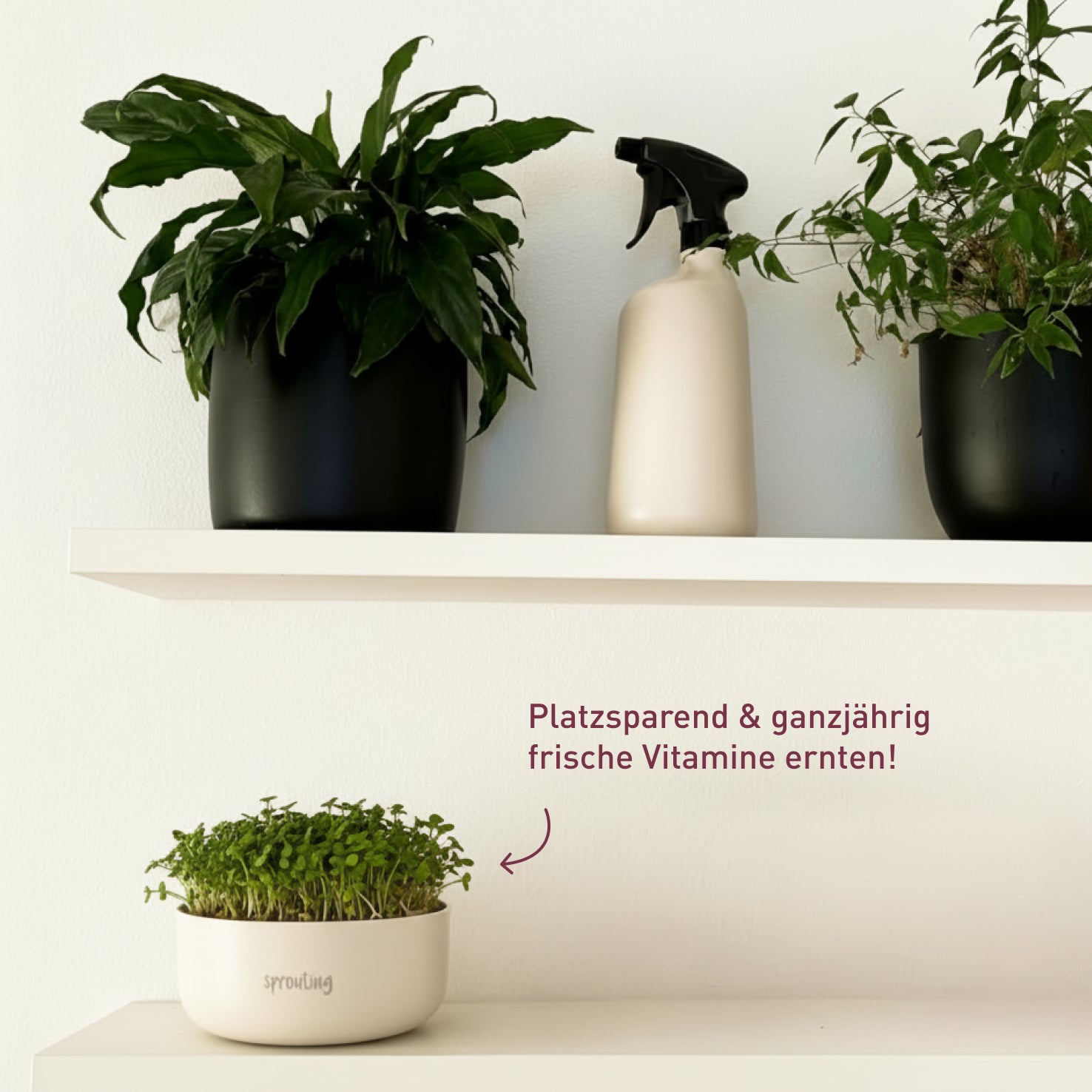 plantura-bio-sprossen-anzucht-set-starter image 6