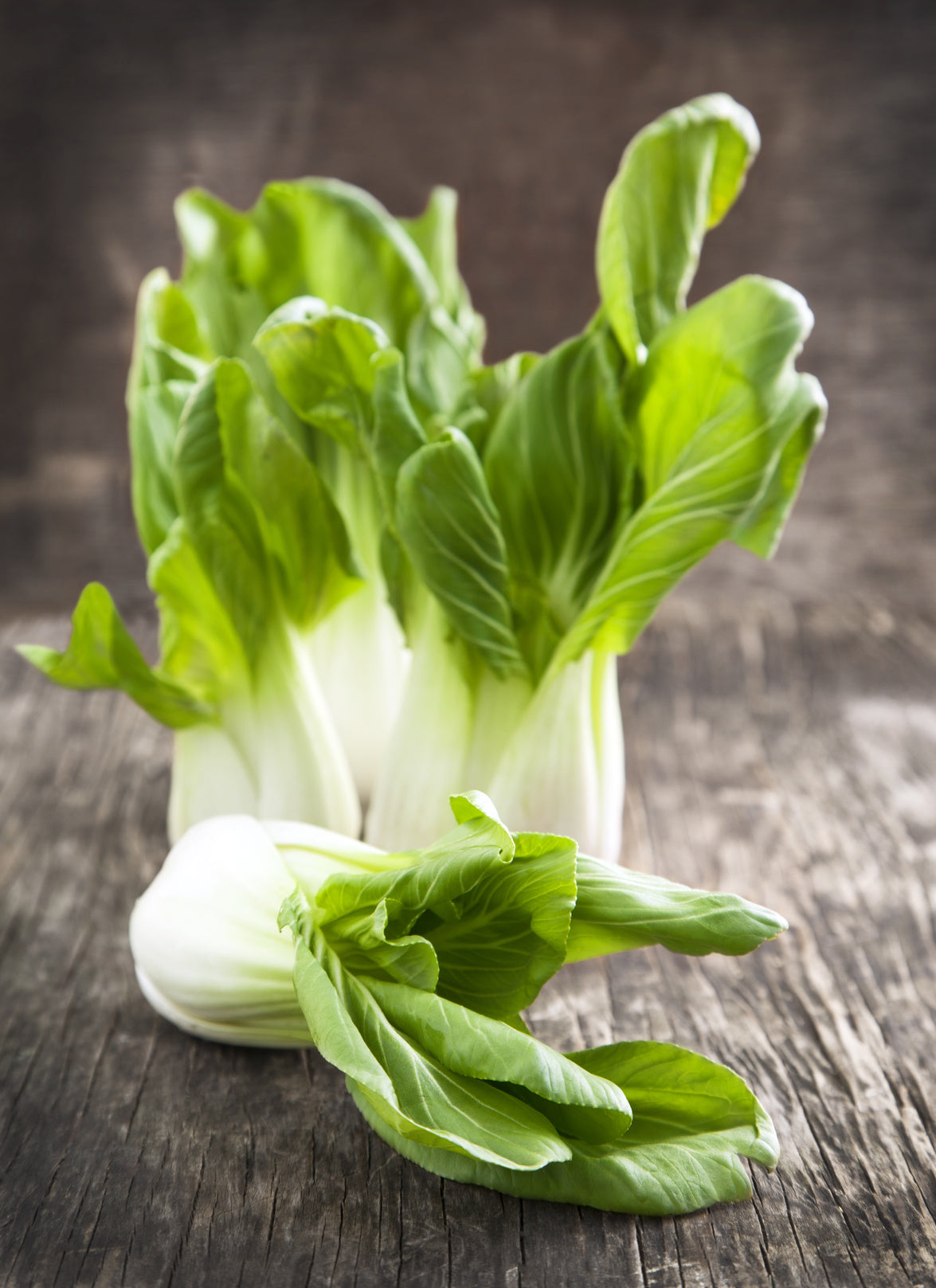 plantura-bio-pak-choi-bio-saatgut image 2