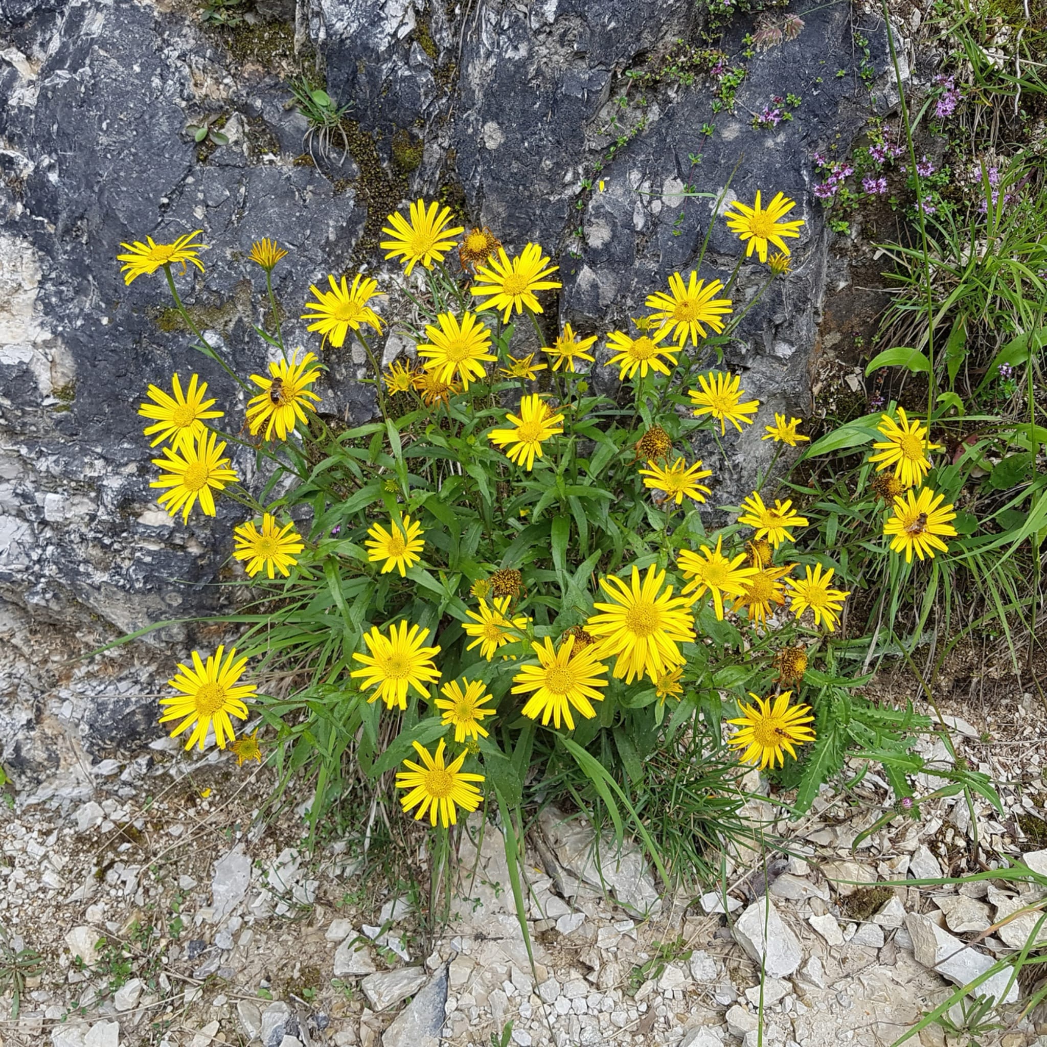 plantura-bio-ochsenauge-wildblume-bio-saatgut image 2