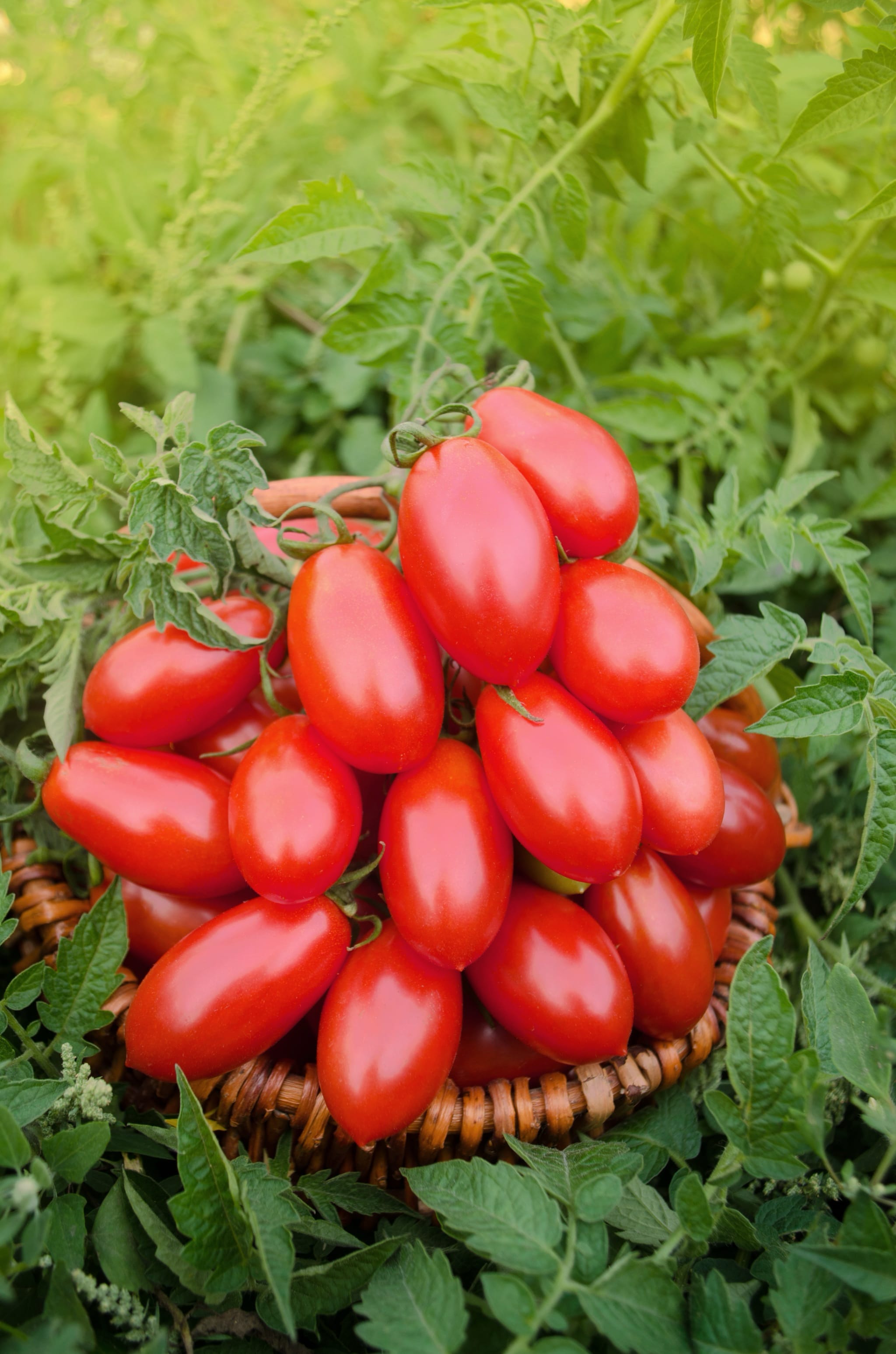 plantura-bio-tomate-naama-bio-saatgut-cocktailtomate image 2