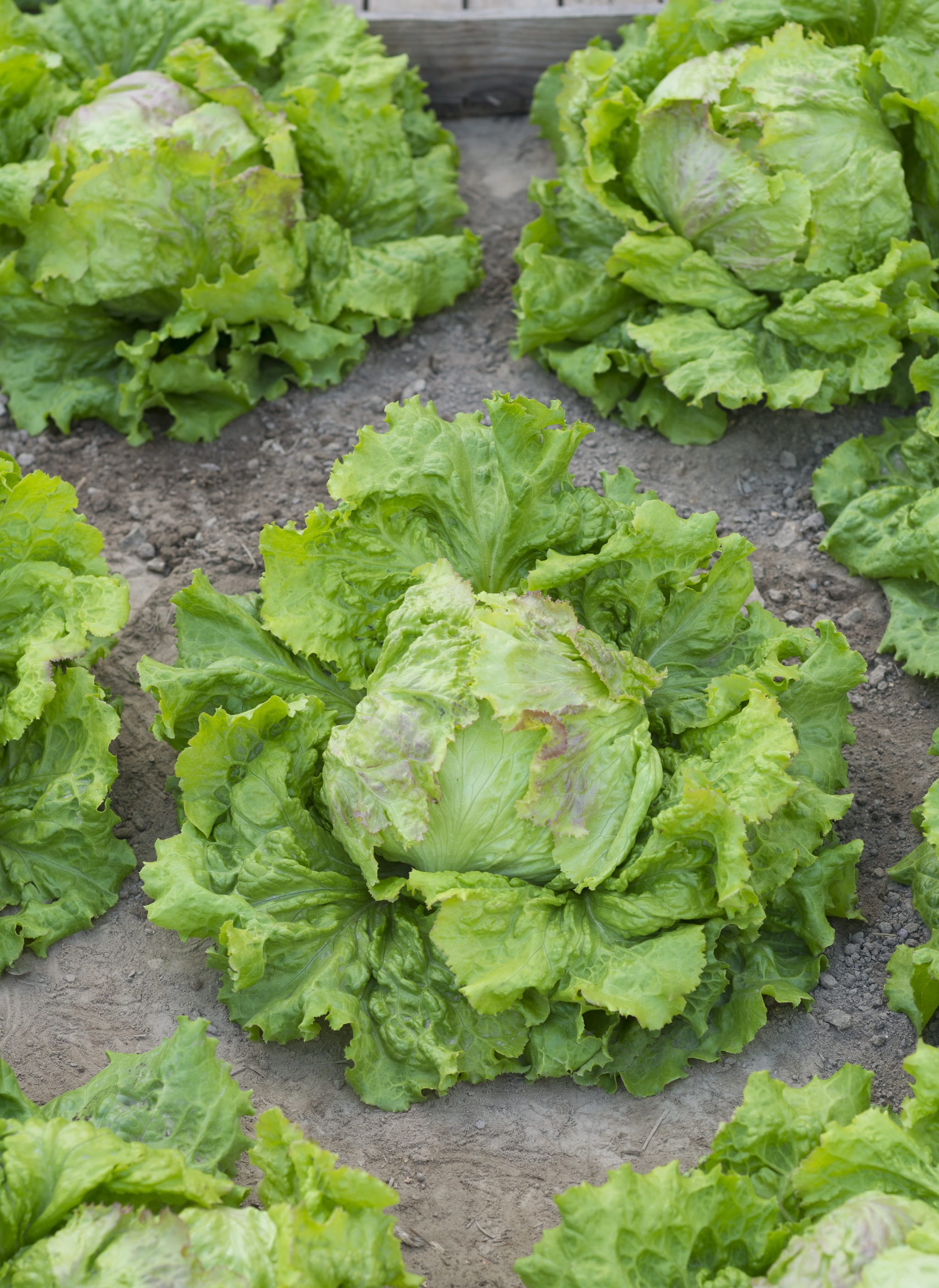 plantura-bio-eissalat-grazer-krauth-uptel-2-bio-saatgut image 2