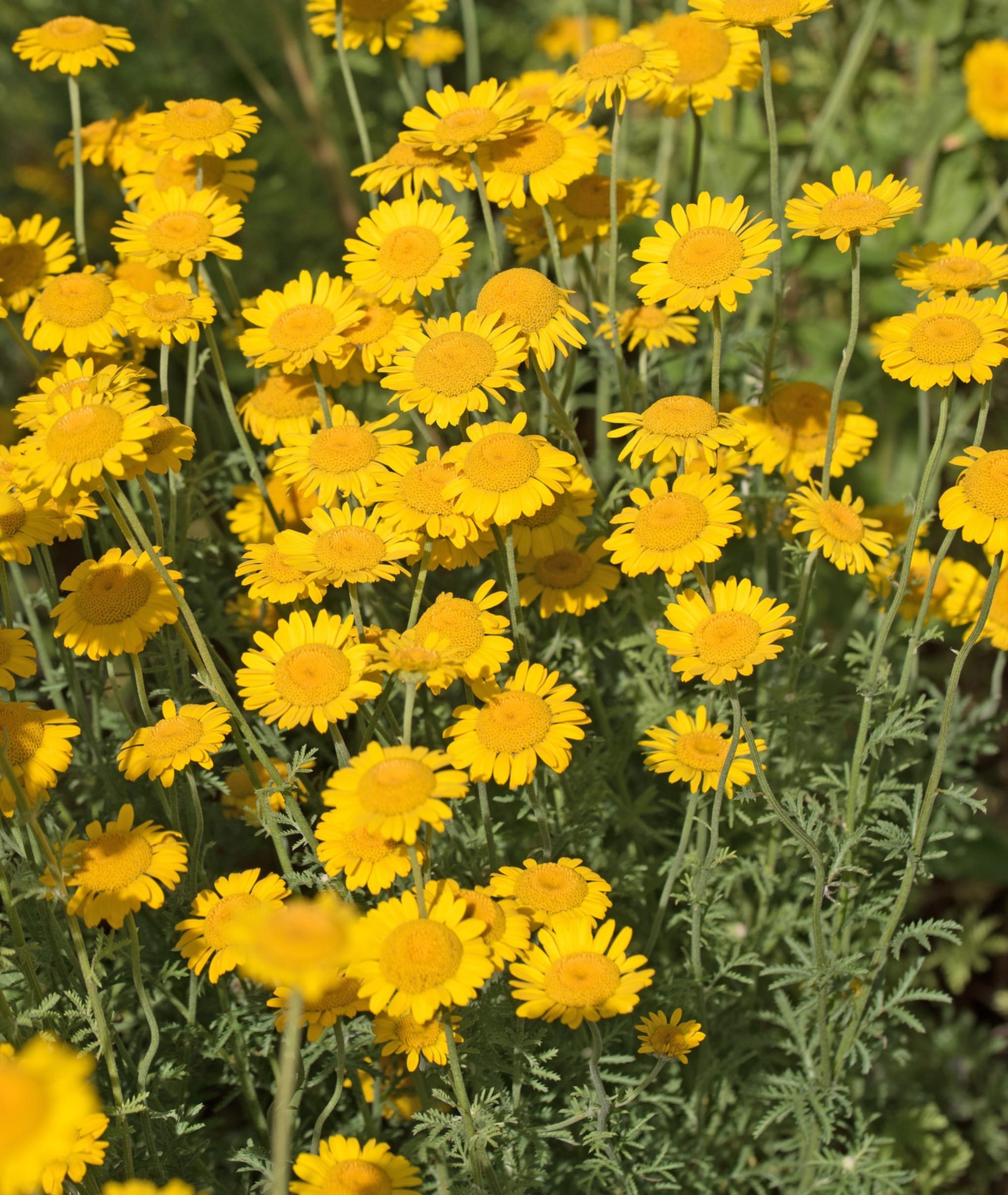 plantura-bio-f-rber-hundskamille-wildblume-bio-saatgut image 2