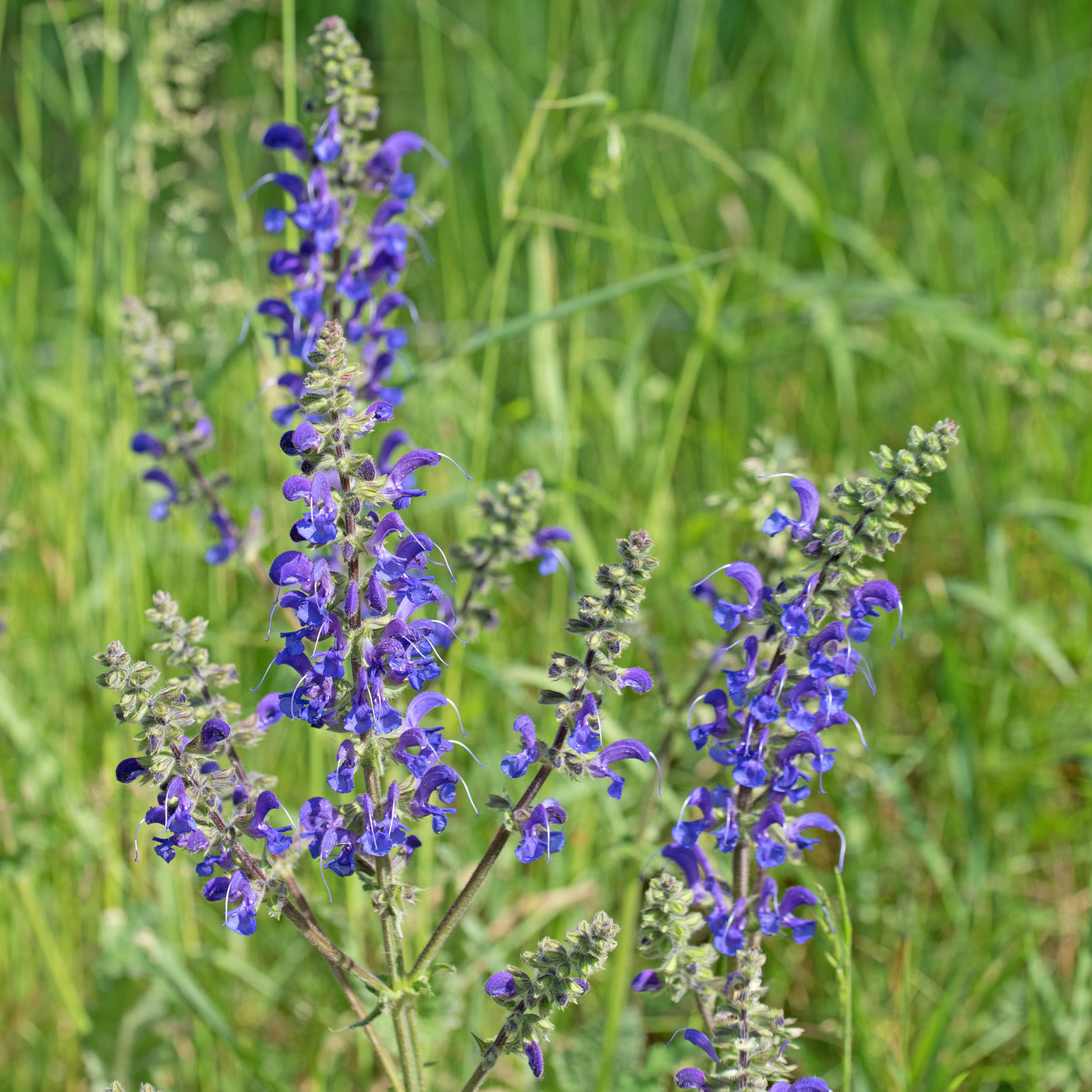 plantura-bio-wiesensalbei-wildblume-bio-saatgut image 2