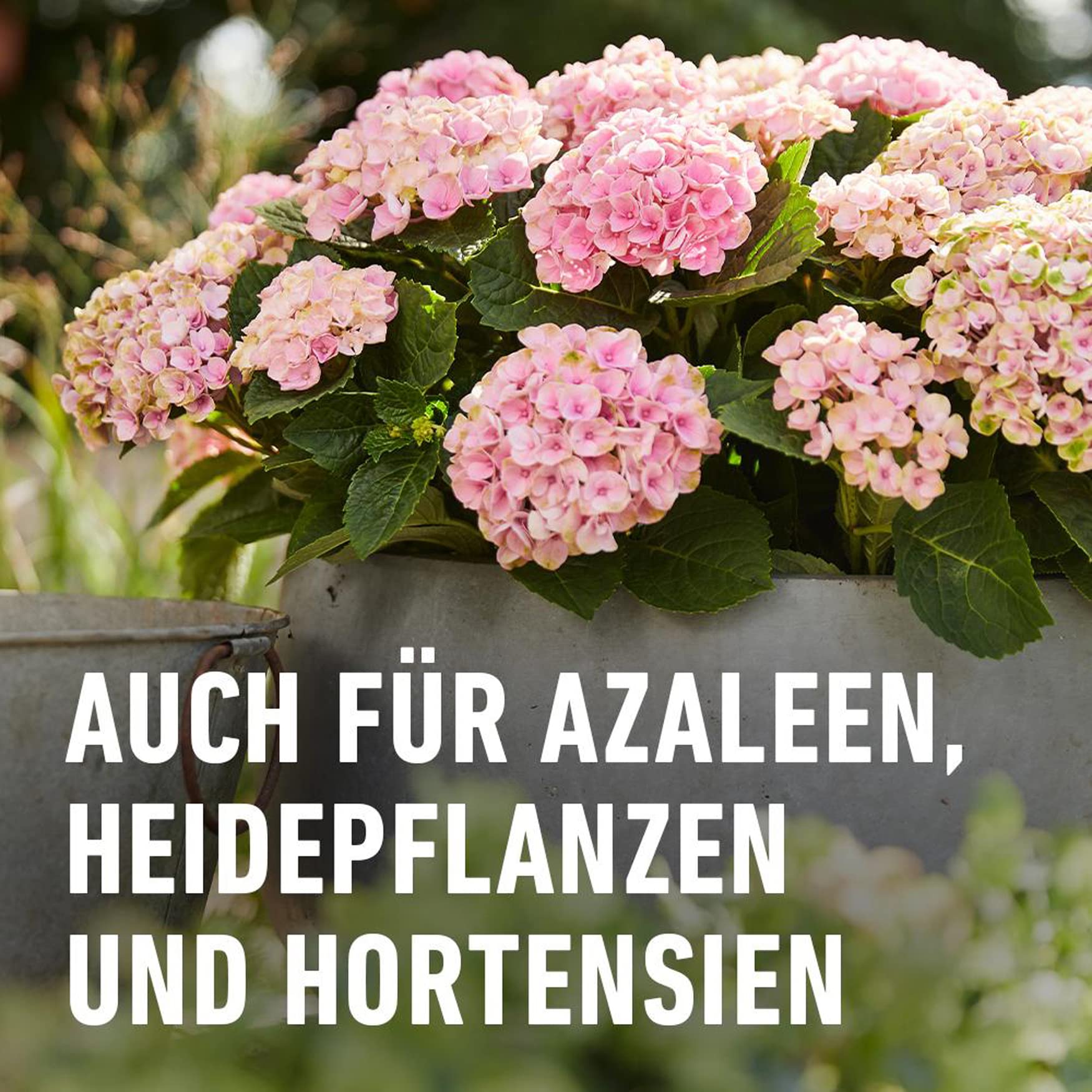 compo-rhododendron-langzeit-d-nger-850-g-f-r-moorbeetpflanzen image 4