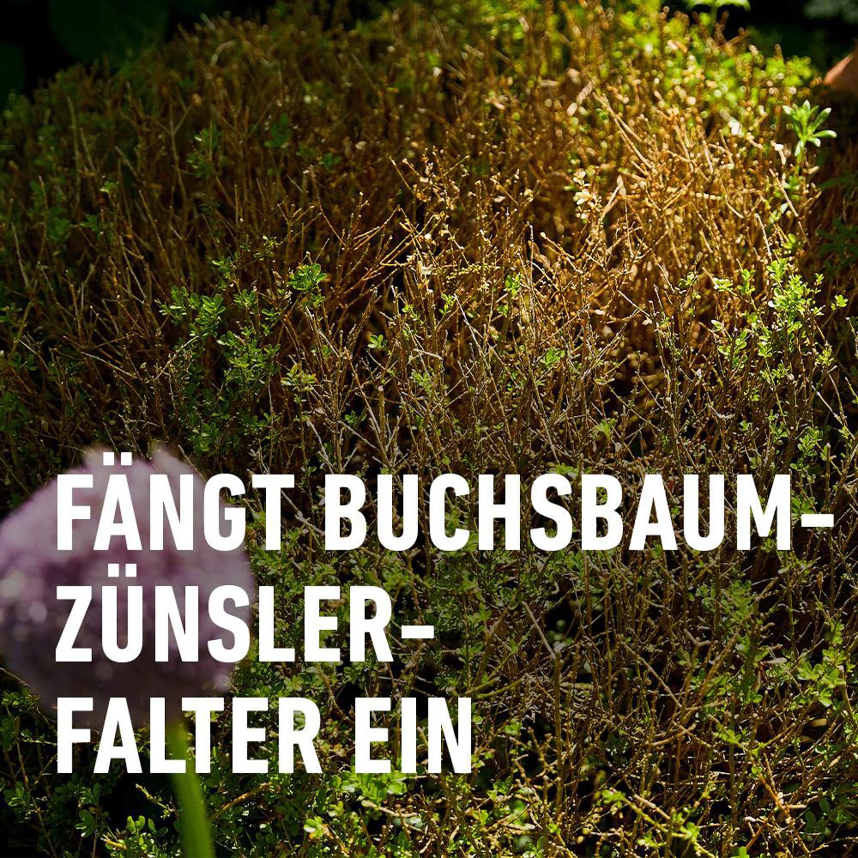 compo-buchsbaumz-nsler-falle-nachf-llpack-3-st-ck-22078 image 3
