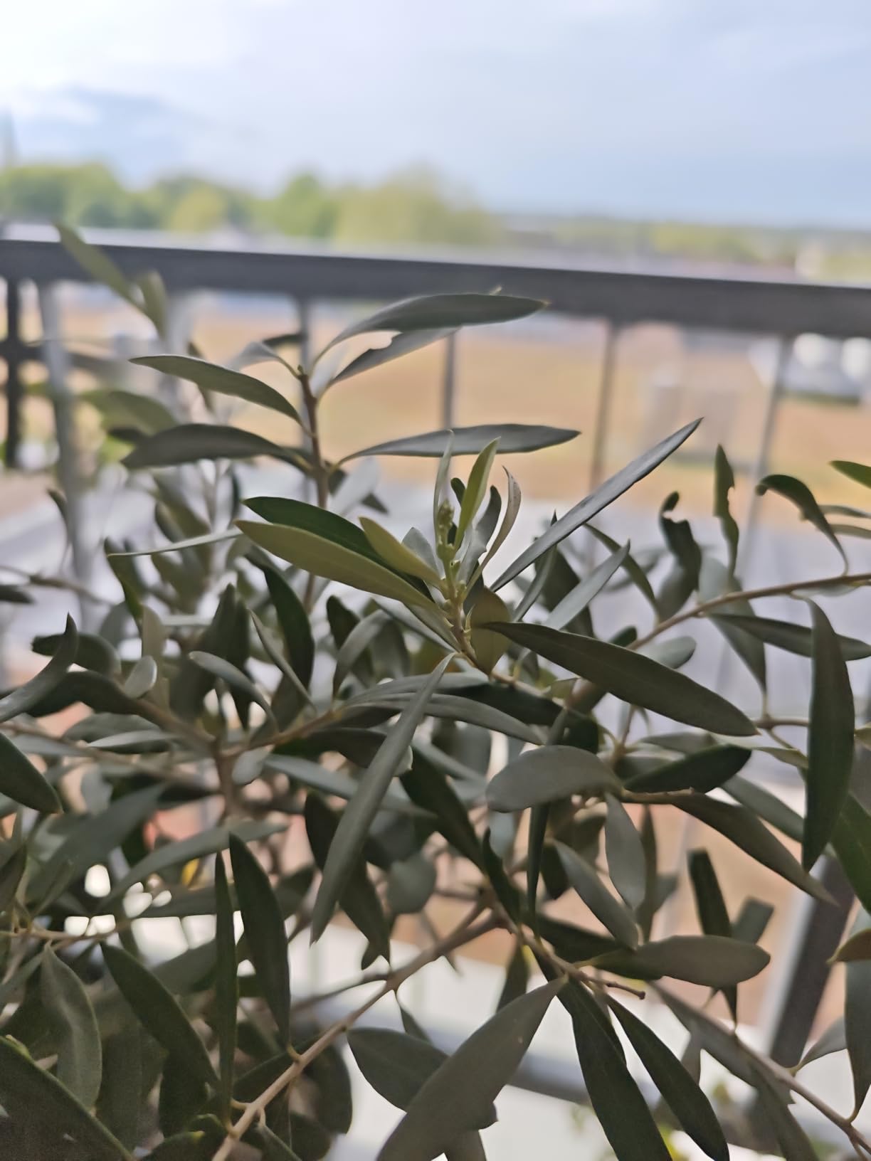 Olive explodiert förmlich
