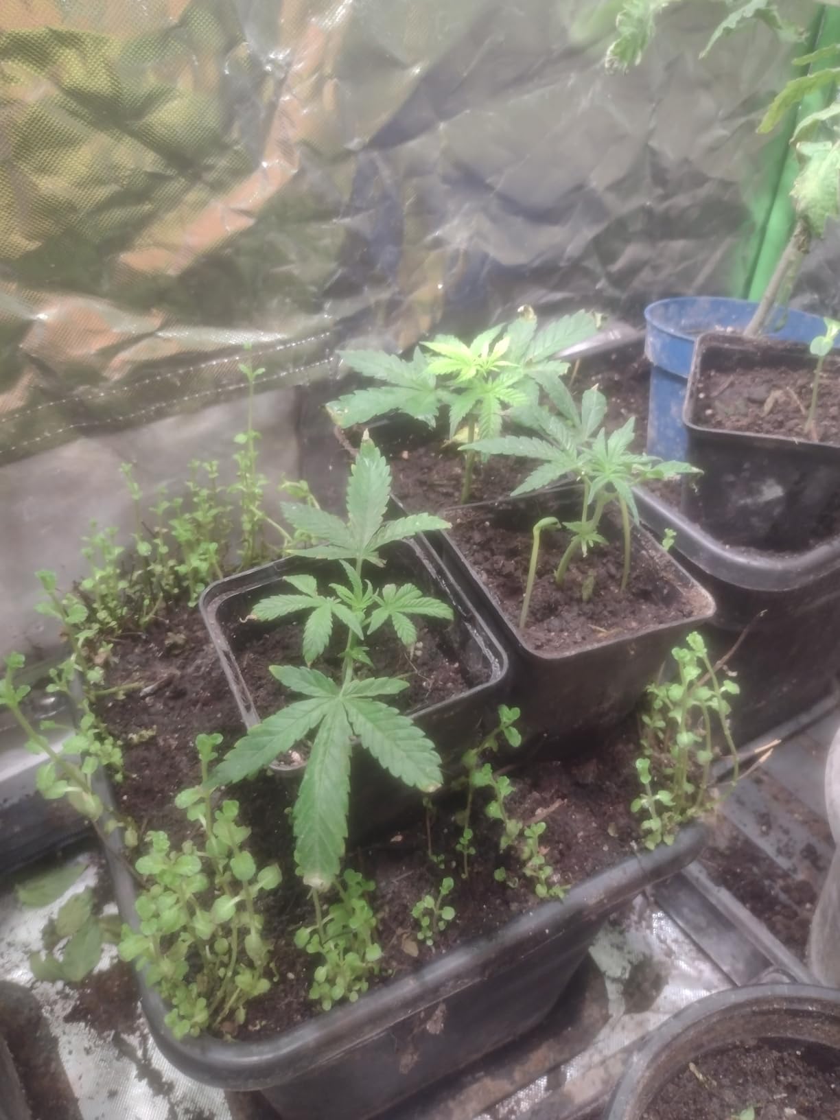 Gut für Veggie-Phase
