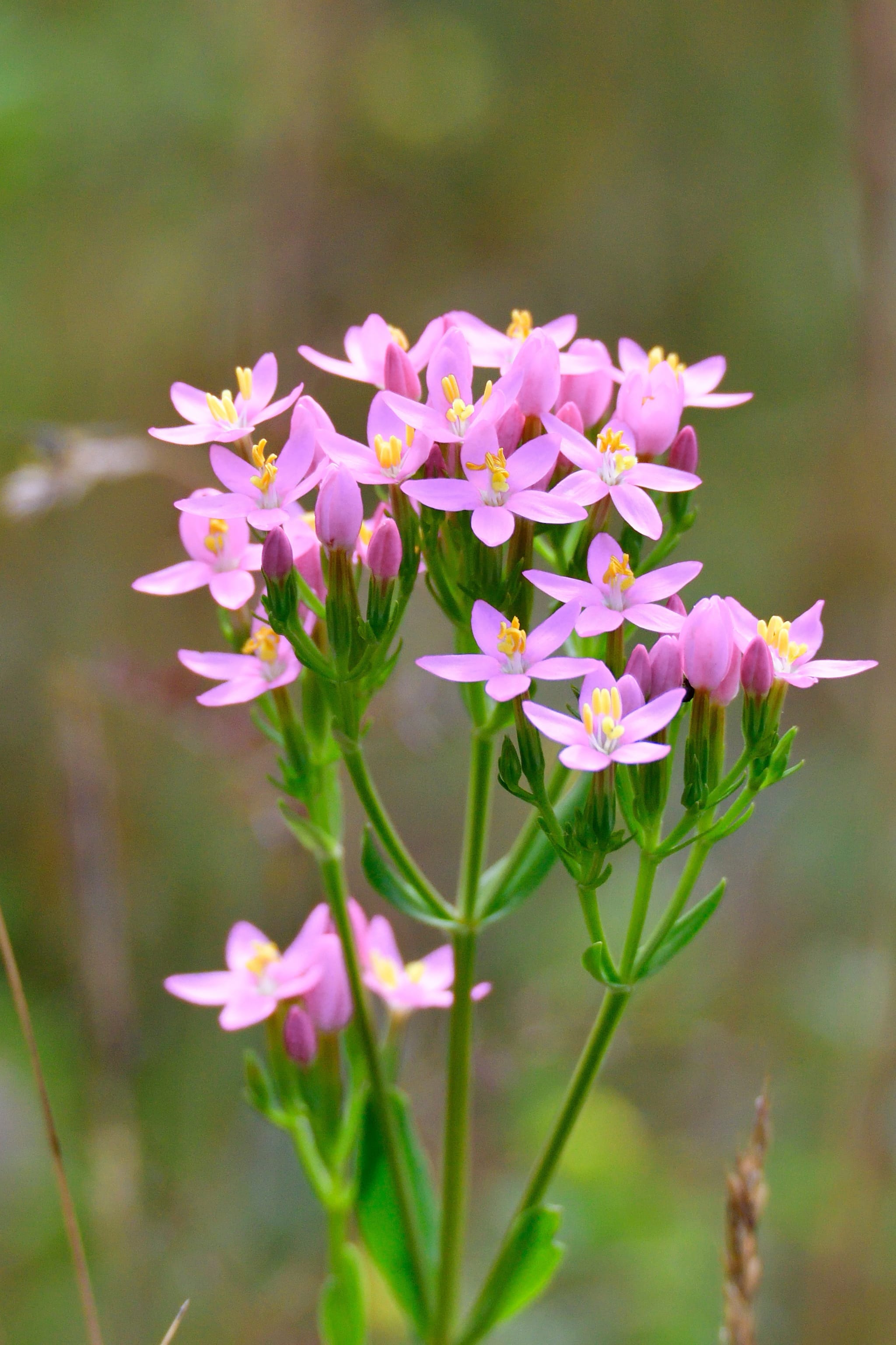 plantura-bio-echtes-tausendg-ldenkraut-saatgut image 2