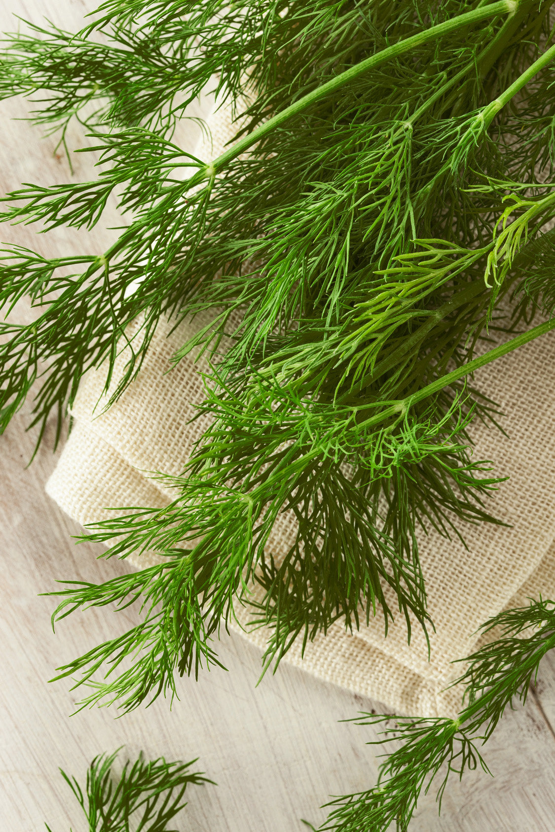 plantura-bio-dill-blattreicher-bio-saatgut image 2