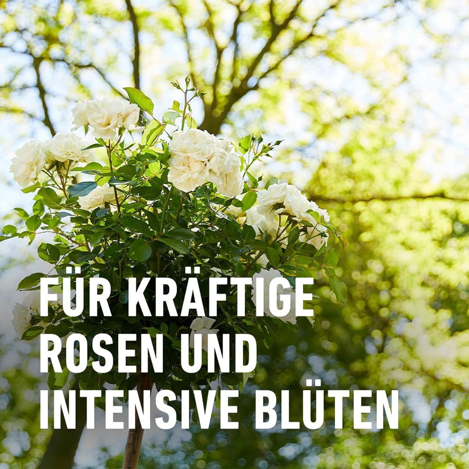 compo-rosend-nger-spezial-fl-ssigd-nger-1-l image 7