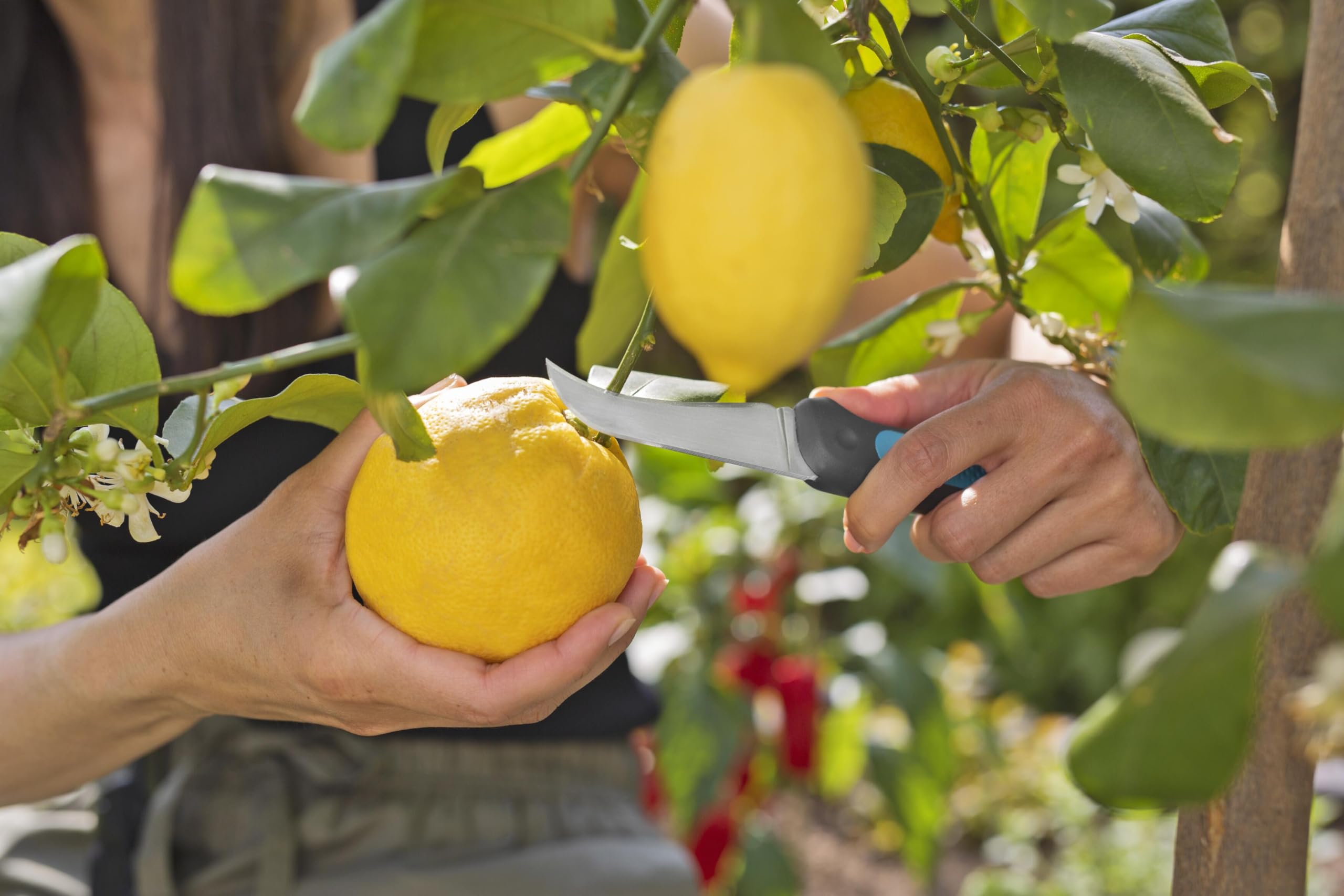 gardena-veggiecut-erntemesser-12211-20-aus-edelstahl-mit-schleifer-im-g-rtelhols image 8
