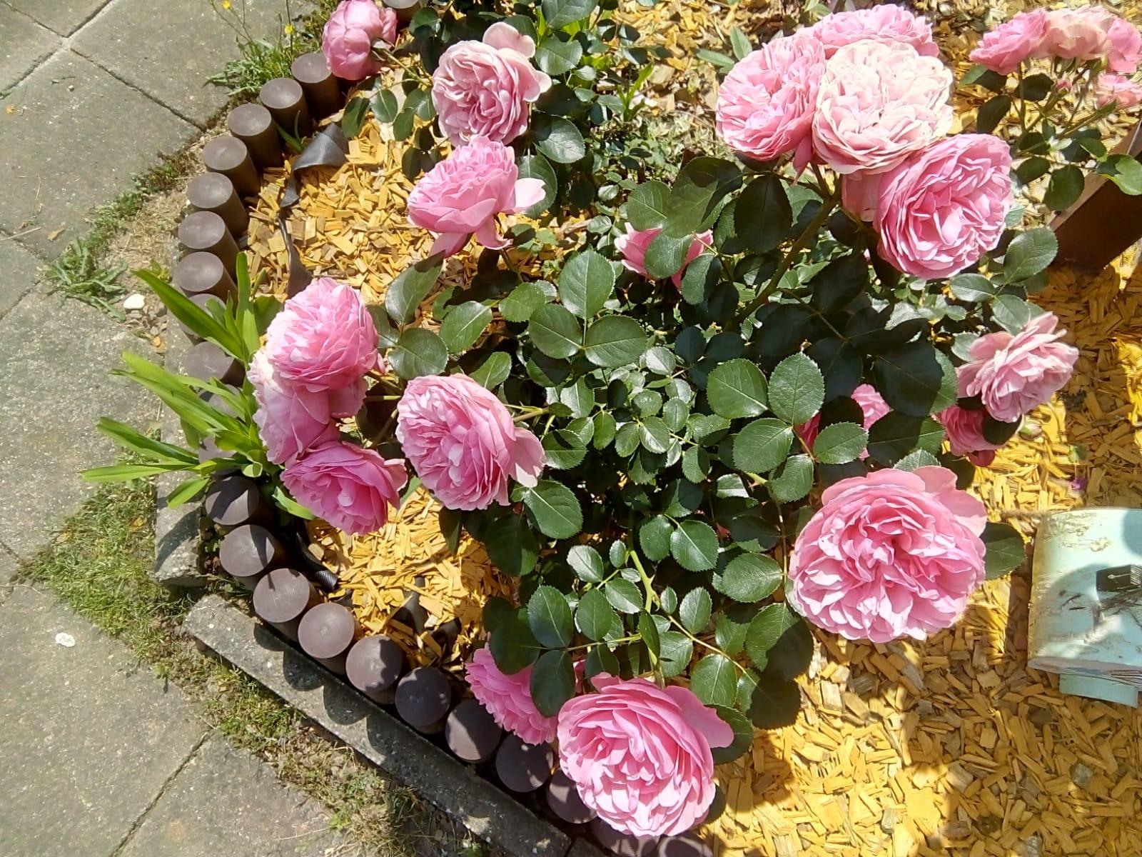 Auch für Kübelrosen top