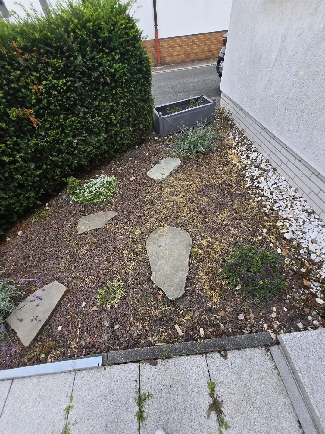 Moos und Algen endlich weg