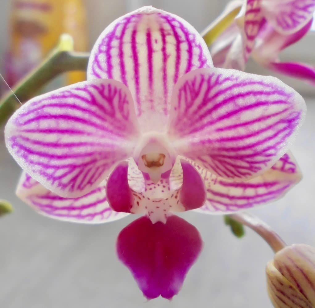 Rettung für müde Orchideen