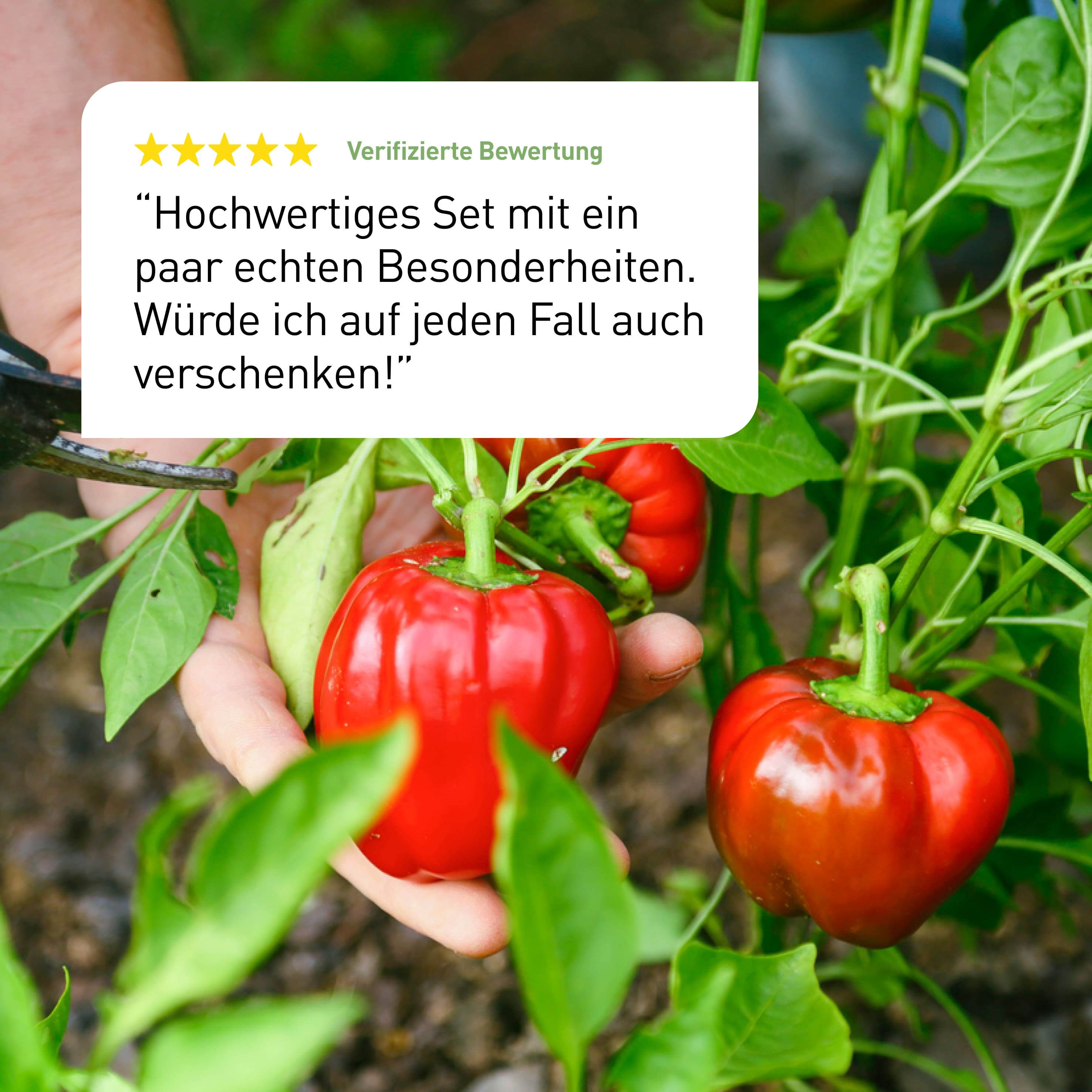 plantura-bio-chili-paprika-samen-set-8-sorten image 7