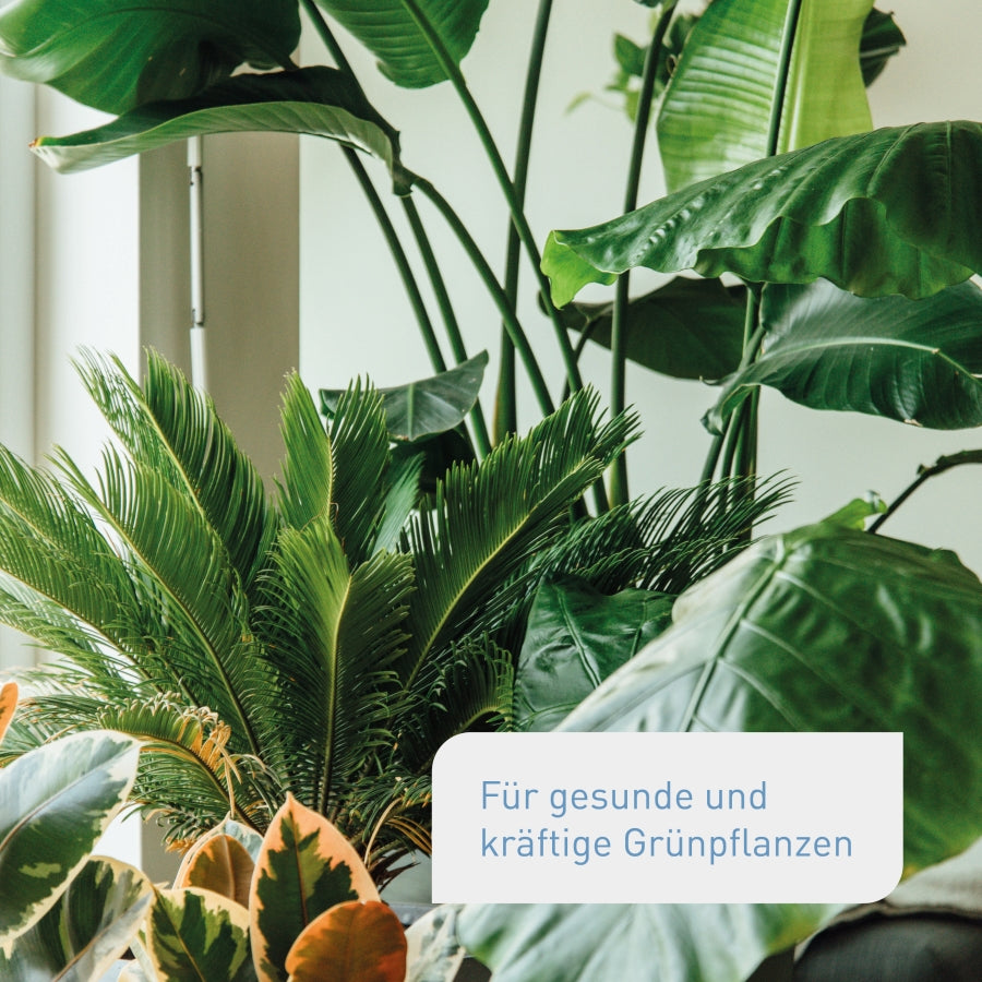 plantura-bio-zimmer-gr-npflanzend-nger-800-ml-bio-fl-ssigd-nger image 2