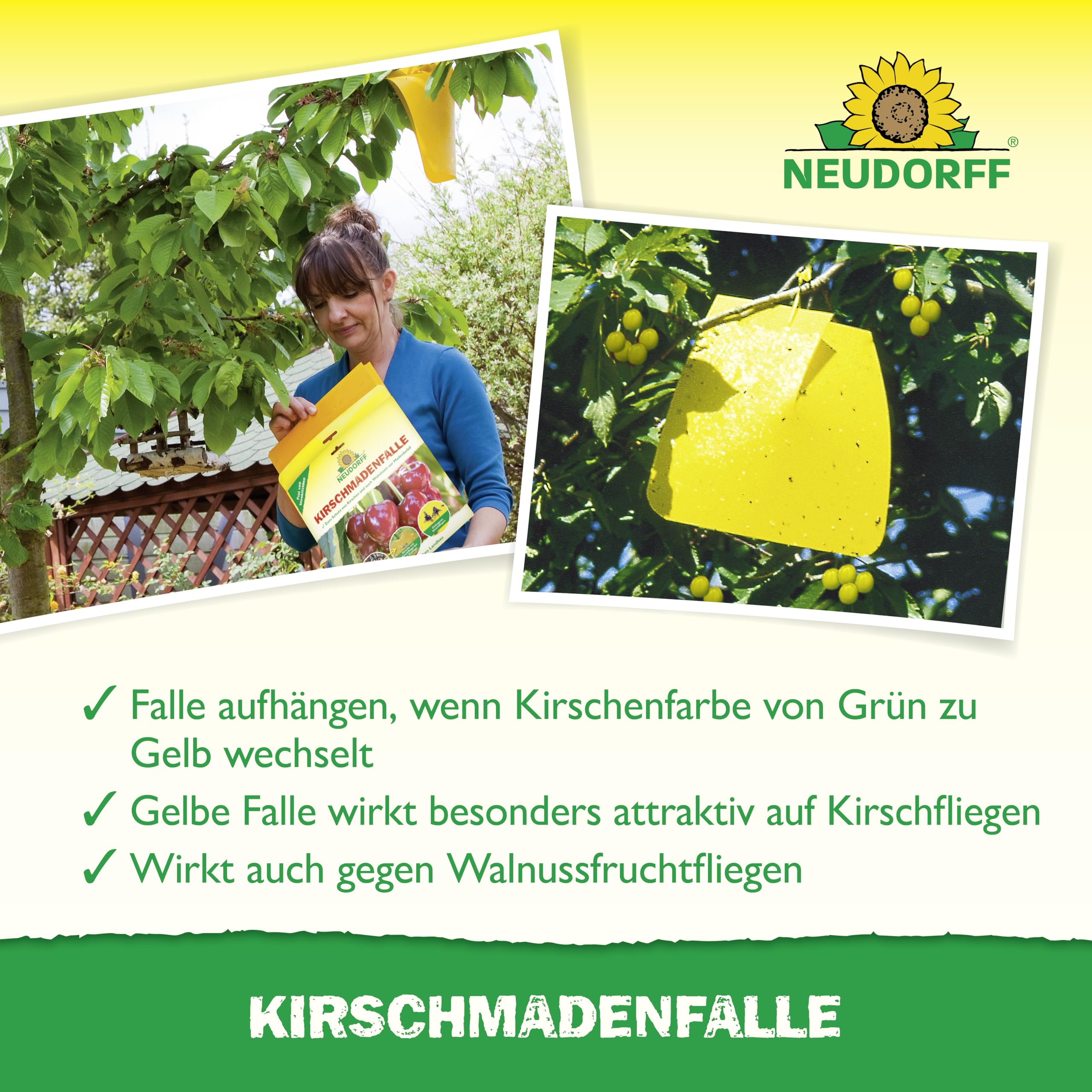 neudorff-kirschmadenfalle-7-st-ck-insektizidfreie-leimfalle-f-r-kirschen-und-wal image 4