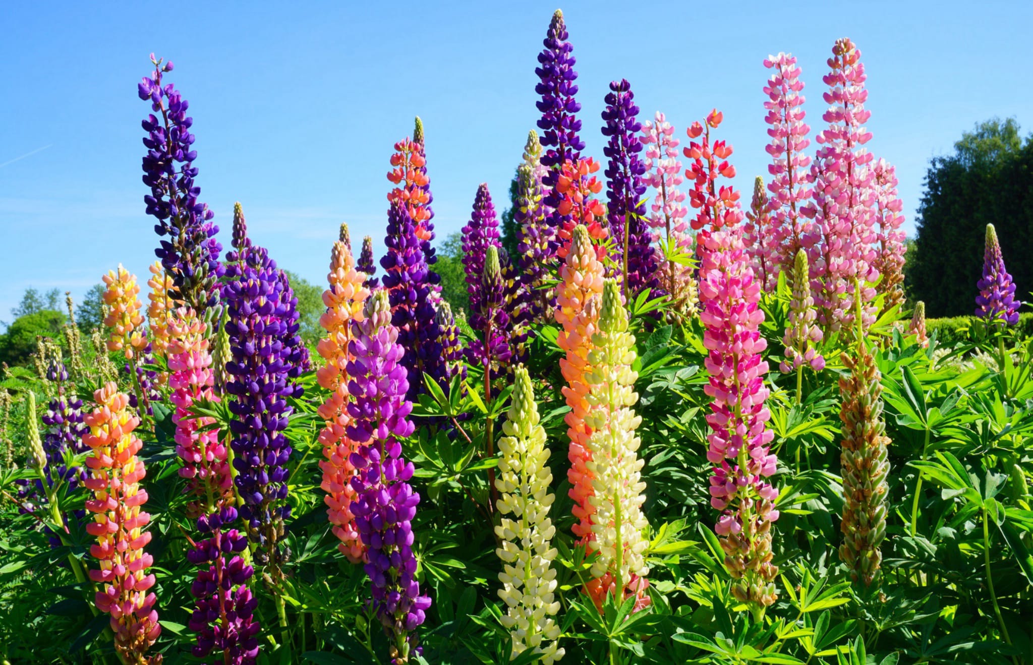 plantura-bio-lupine-mischung-bio-saatgut-bl-tenmischung image 2