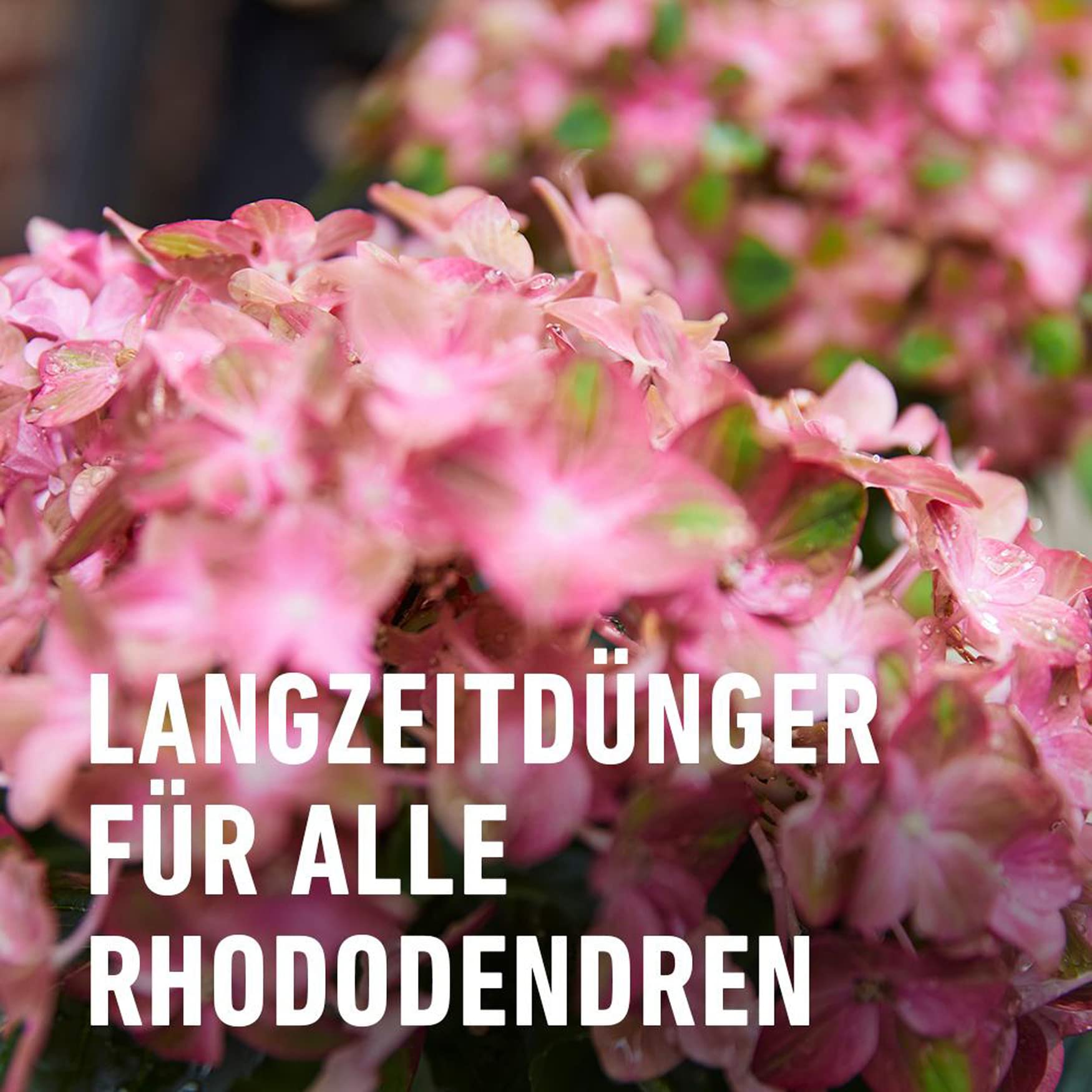 compo-rhododendron-langzeit-d-nger-850-g-f-r-moorbeetpflanzen image 3
