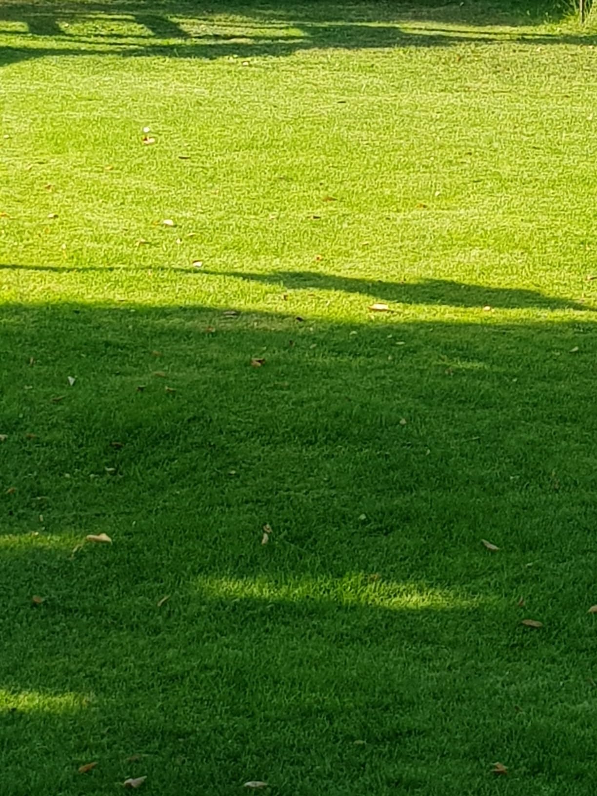 Bei Ehrenpreis schwach