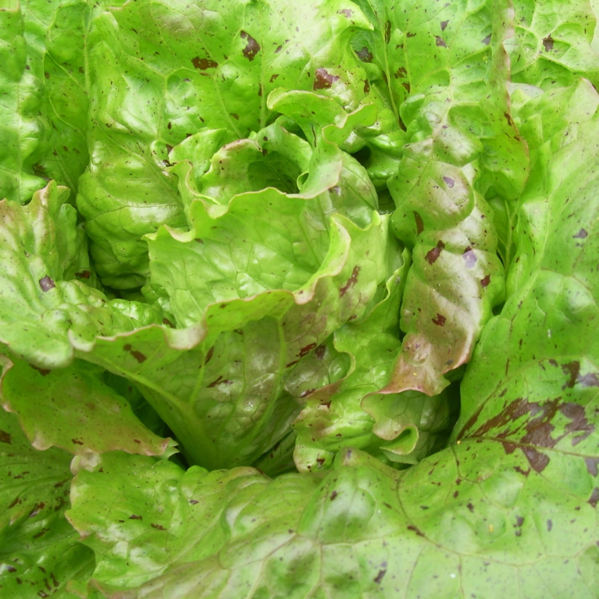plantura-bio-winterkopfsalat-de-tr-mont-bio-saatgut image 2