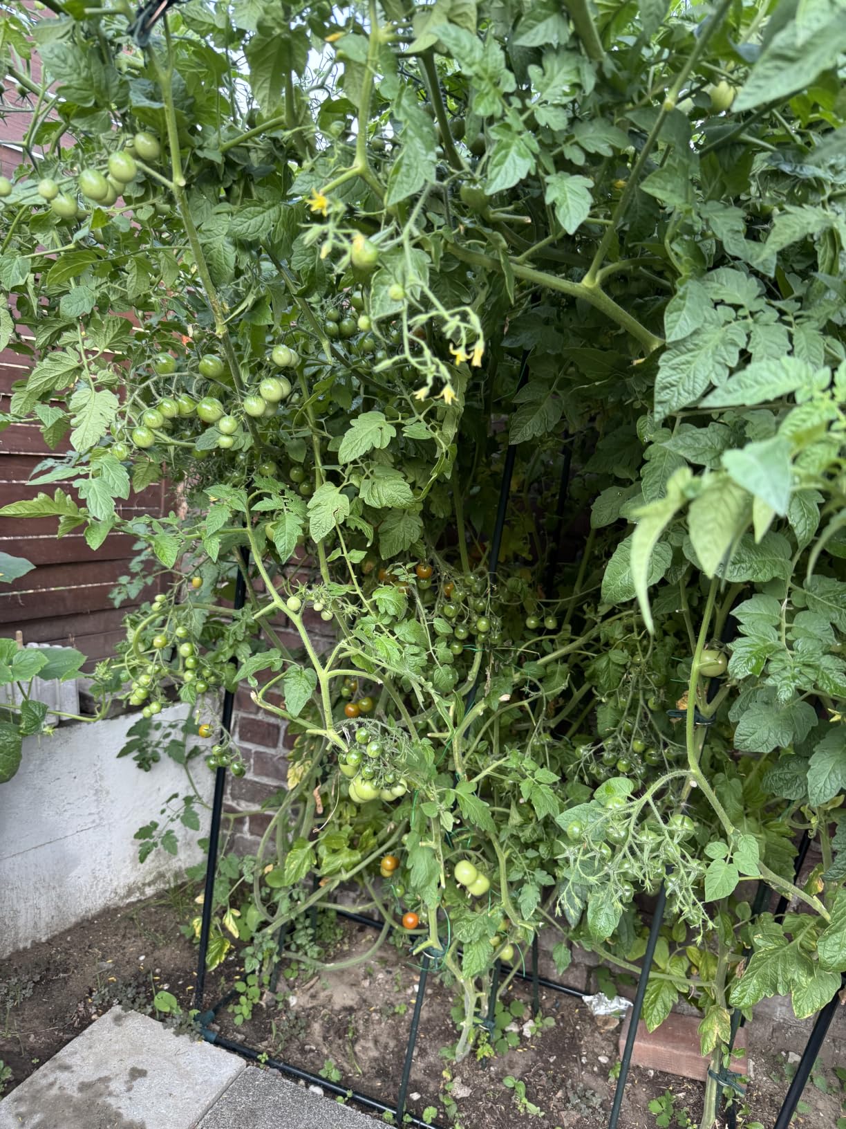 Endlich aromatische Tomaten