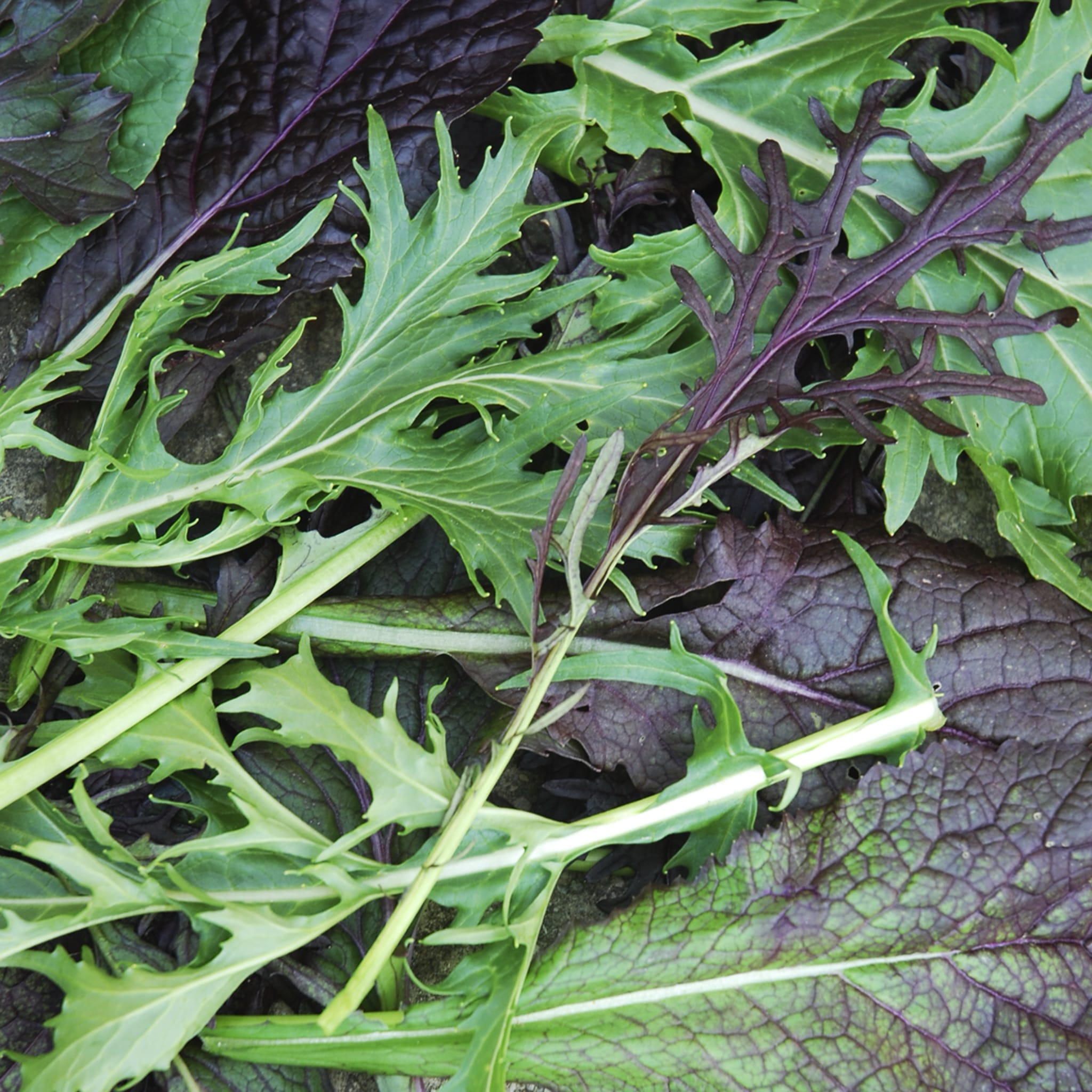 plantura-bio-asia-salat-mischung-bio-saatgut-mizuna-mix image 2