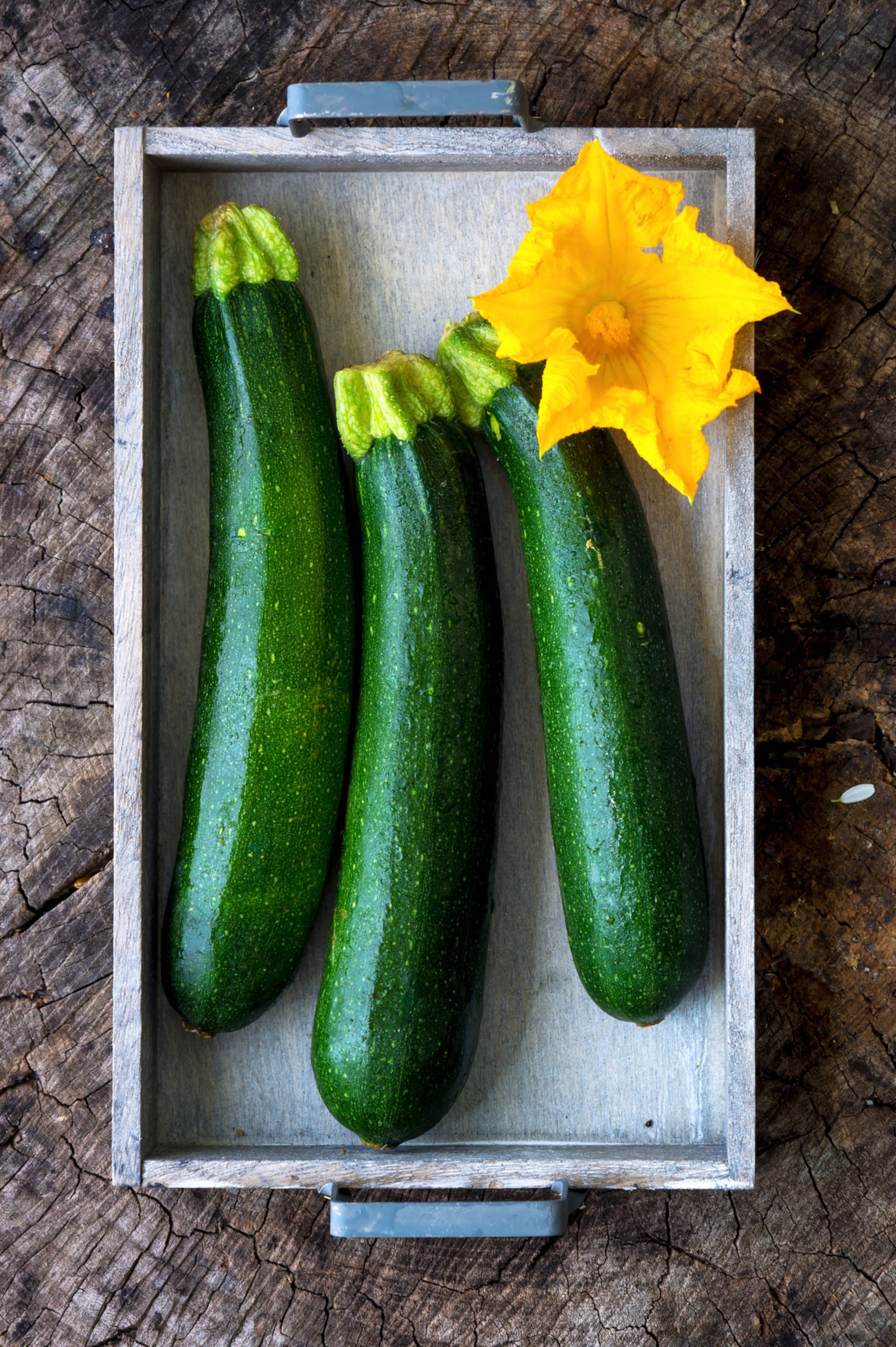 plantura-bio-zucchini-black-beauty-bio-saatgut image 2