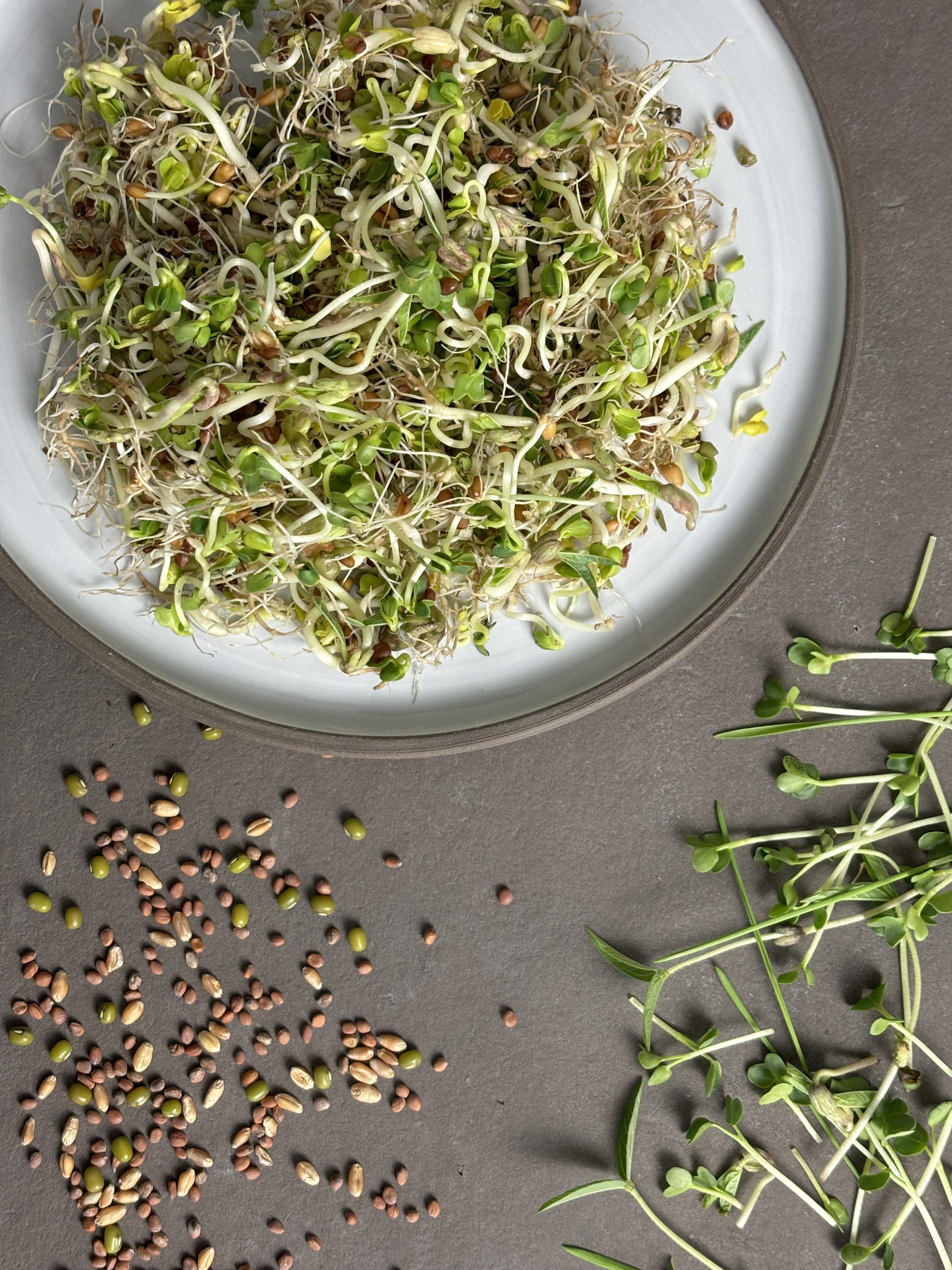 plantura-bio-sprossen-mix-fitness-bio-saatgut image 2