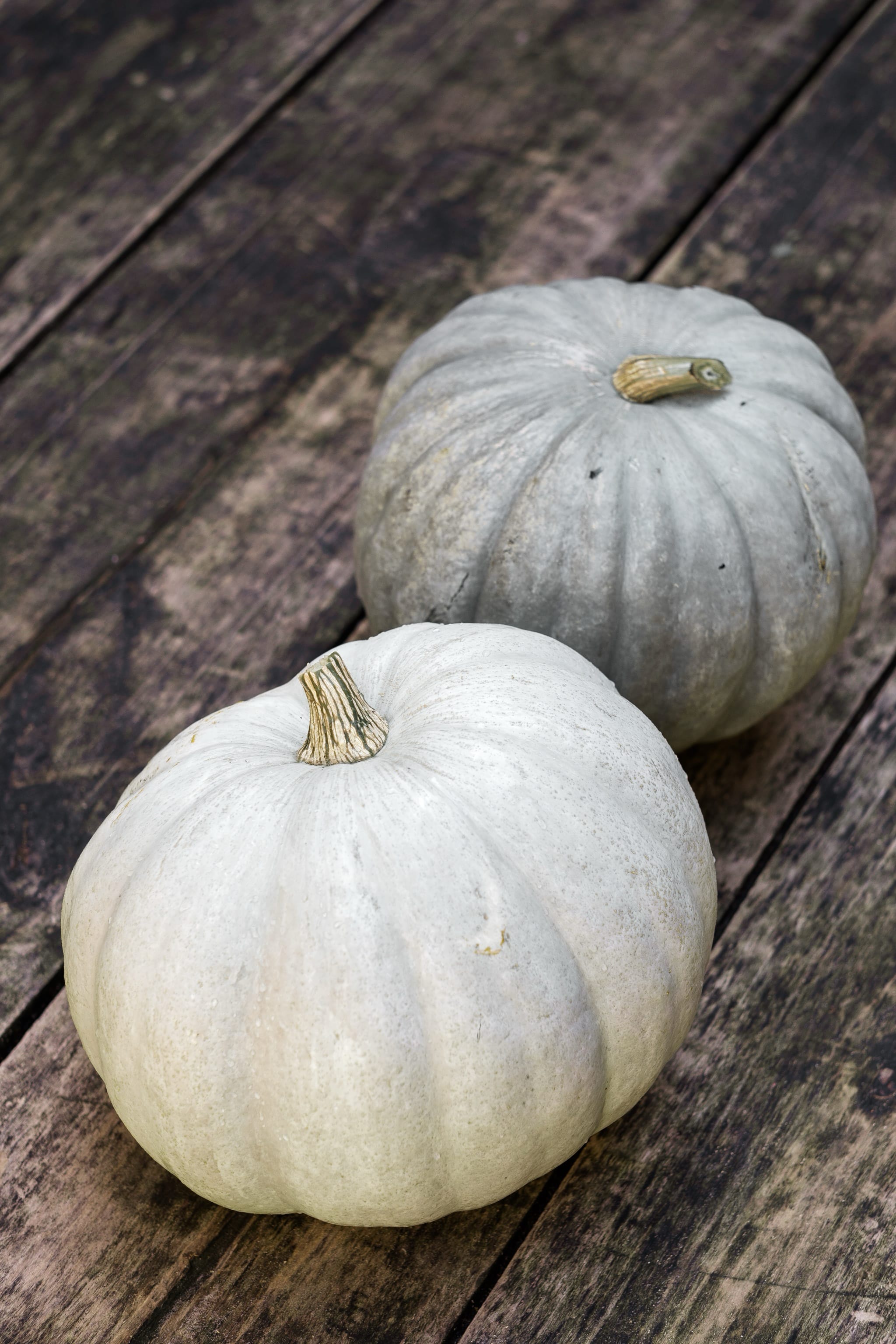 plantura-bio-k-rbis-ungarischer-blauer-bio-gem-sesamen-cucurbita-maxima image 2