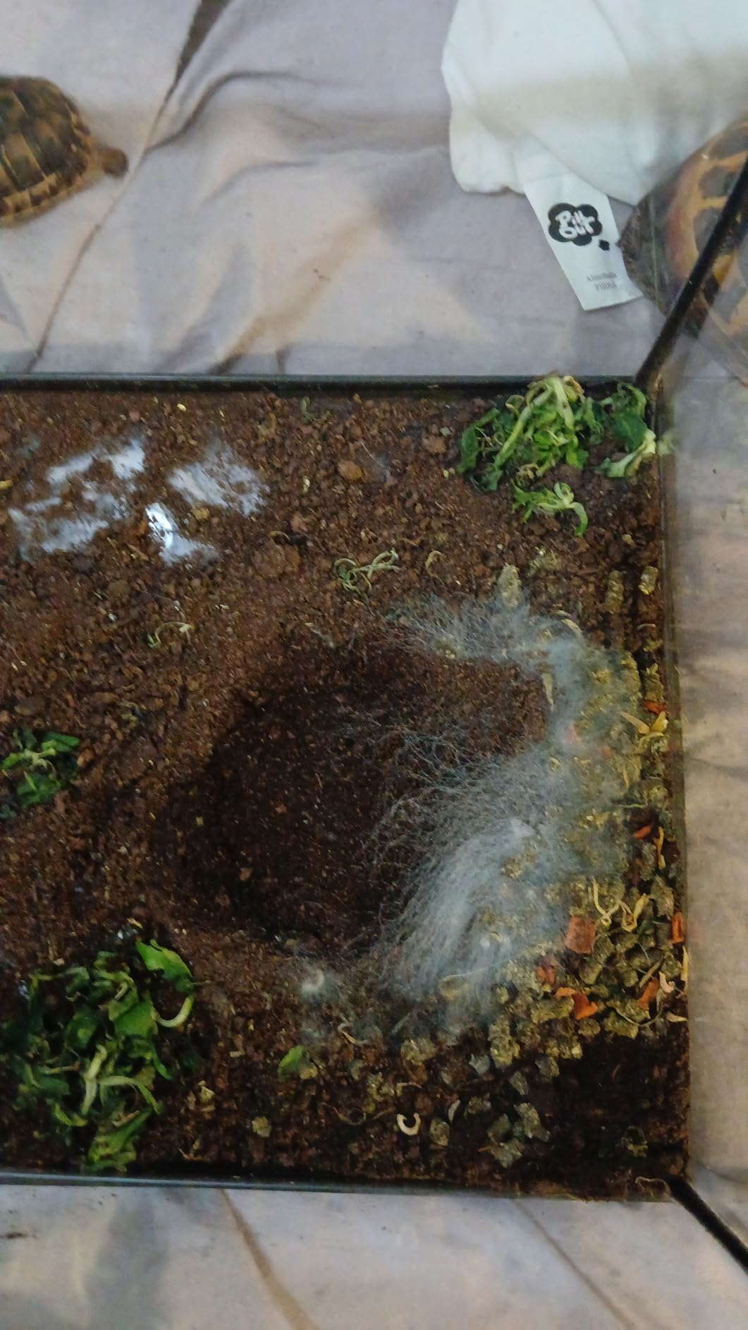 Gutes Einstreu fürs Terrarium